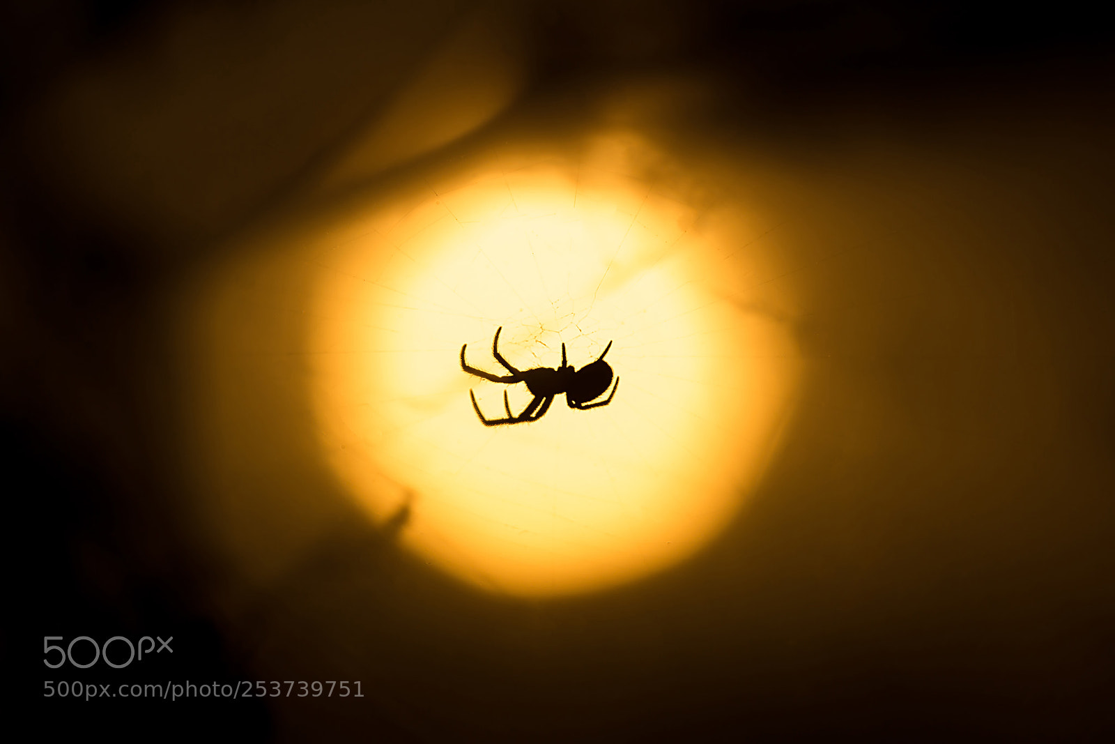 Canon EOS 1200D (EOS Rebel T5 / EOS Kiss X70 / EOS Hi) sample photo. Spider silhouette photography