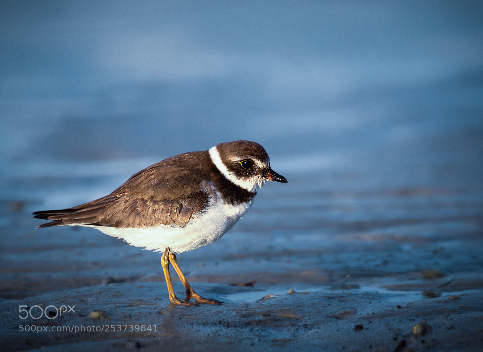 Canon EOS 7D Mark II sample photo. Low tide plover photography