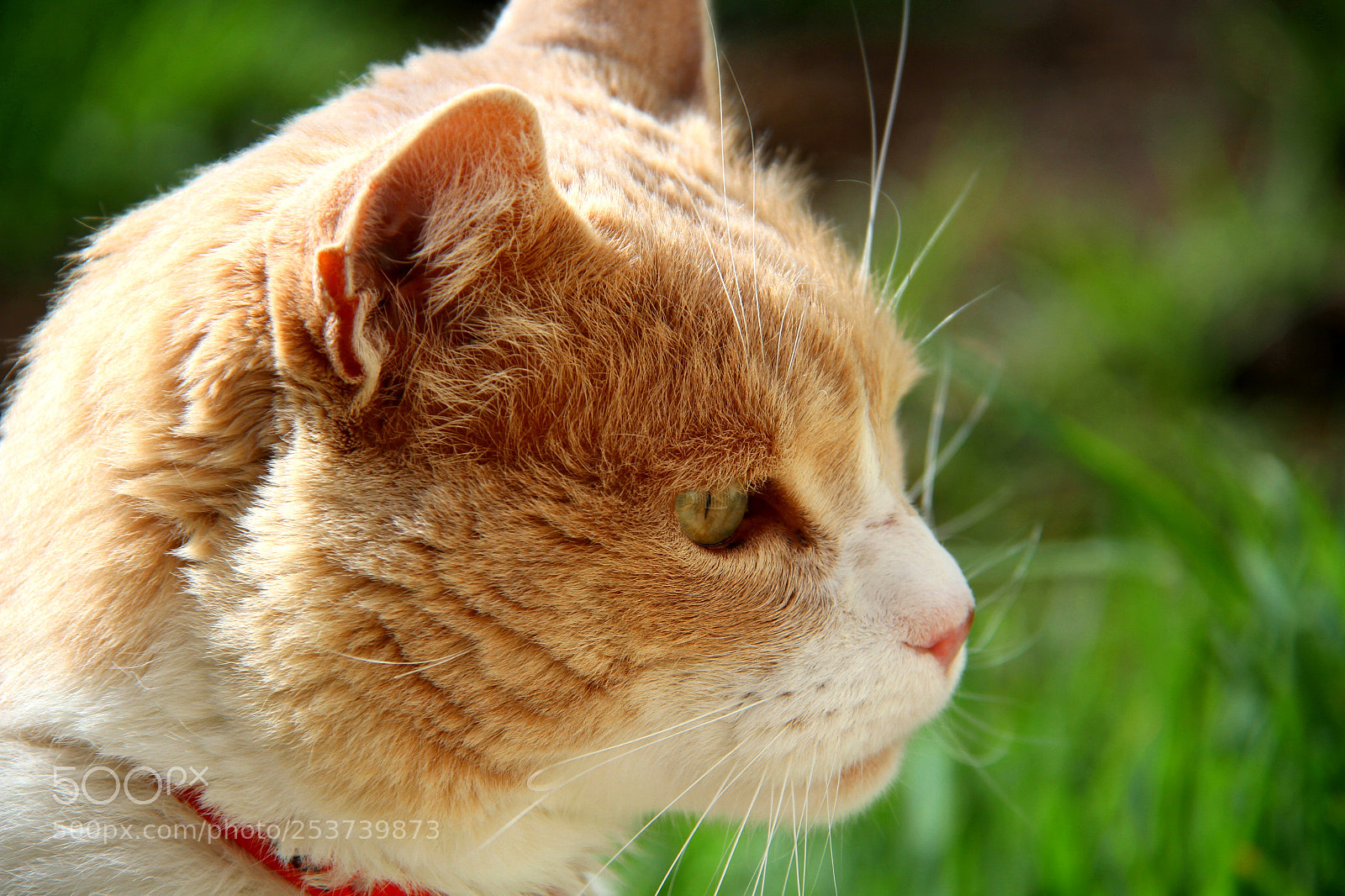 Canon EOS 7D sample photo. Mi gatito photography