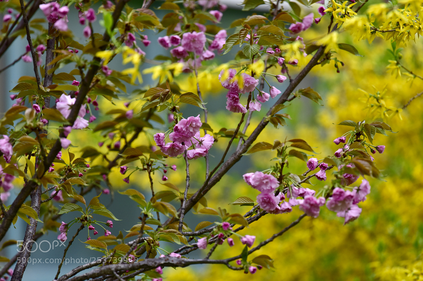 Nikon D810 sample photo. 大雅斋的调调 photography