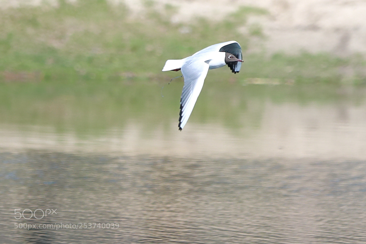 Canon EF 70-200mm F2.8L IS II USM sample photo. Bomberbird photography