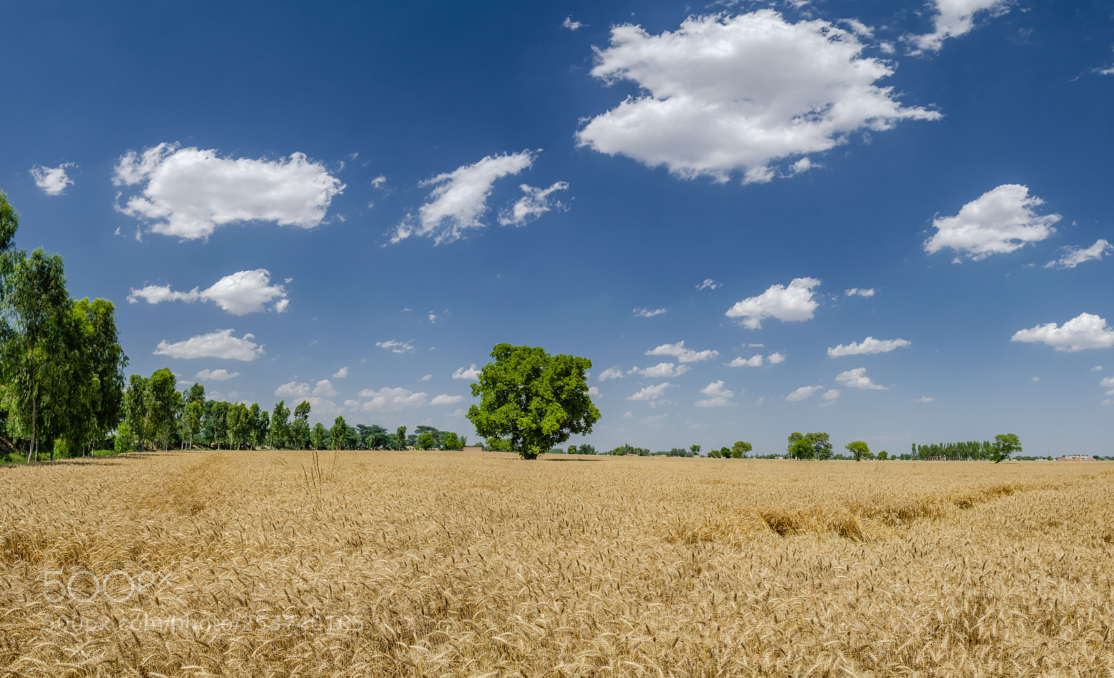 Nikon D7000 sample photo. Wheat field photography