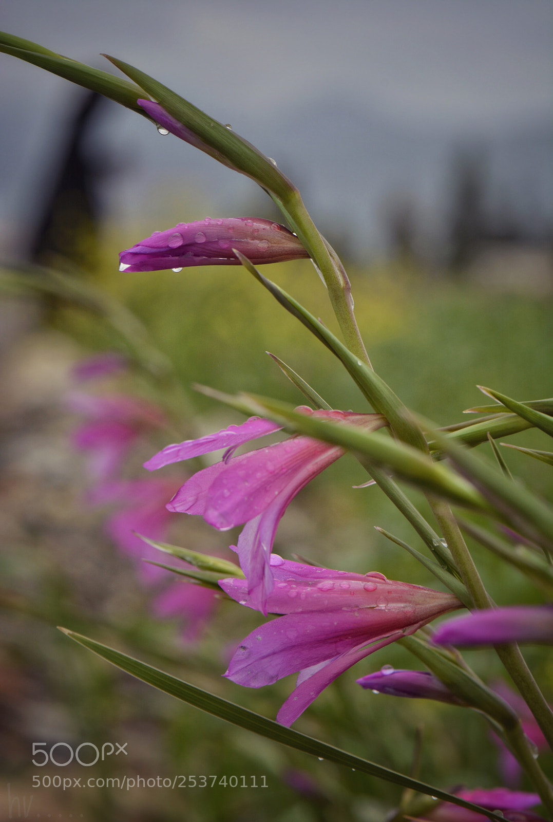 Nikon D7100 sample photo. A walk in the photography
