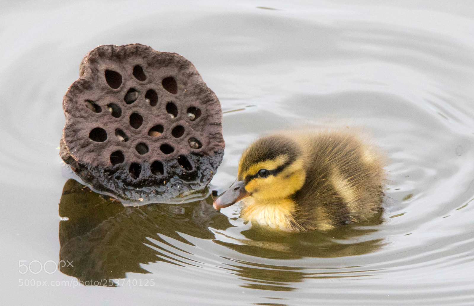 Canon EOS 7D Mark II sample photo. Le poussin photography