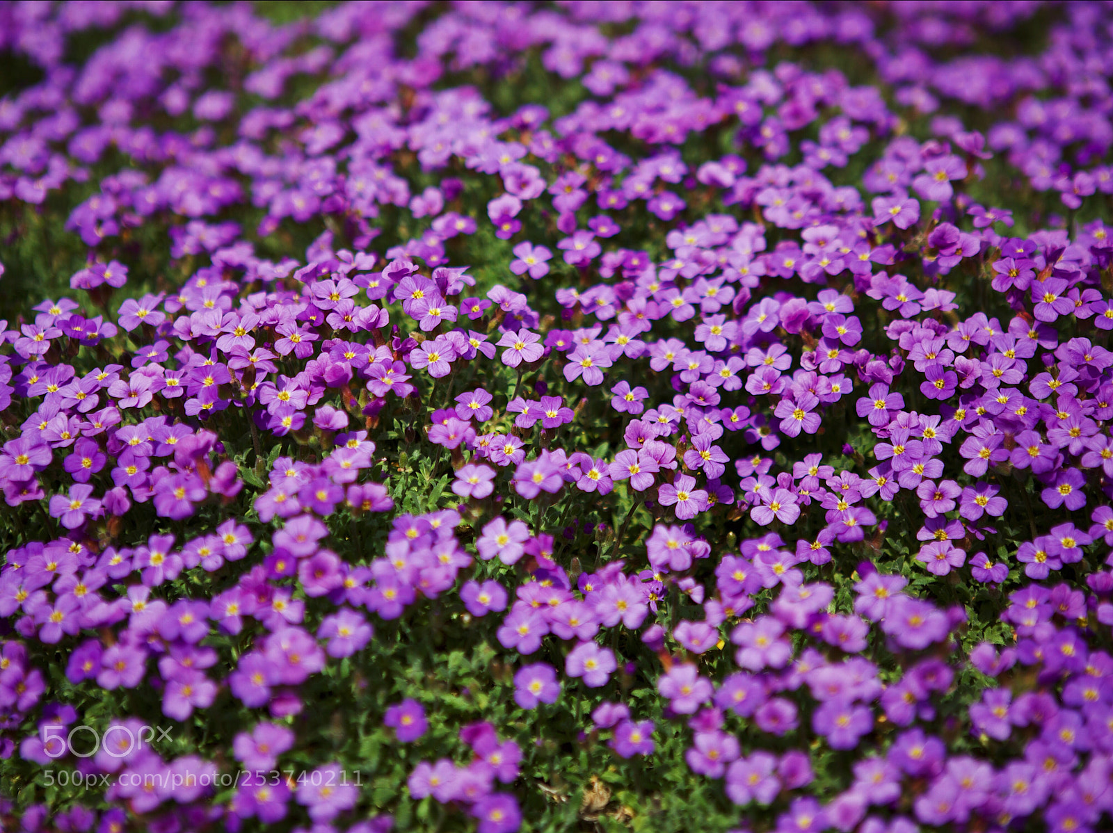 Canon EOS 5D Mark IV sample photo. Blossoms photography