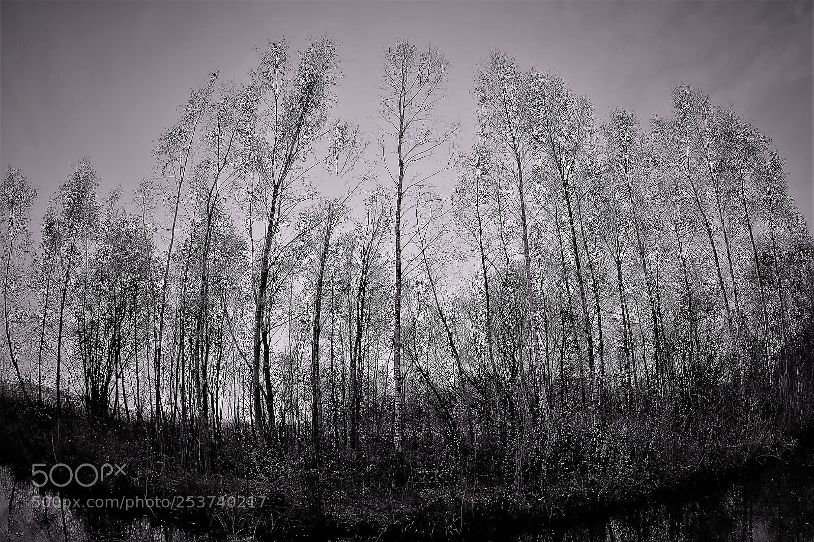 Canon EOS 60D sample photo. Trees photography