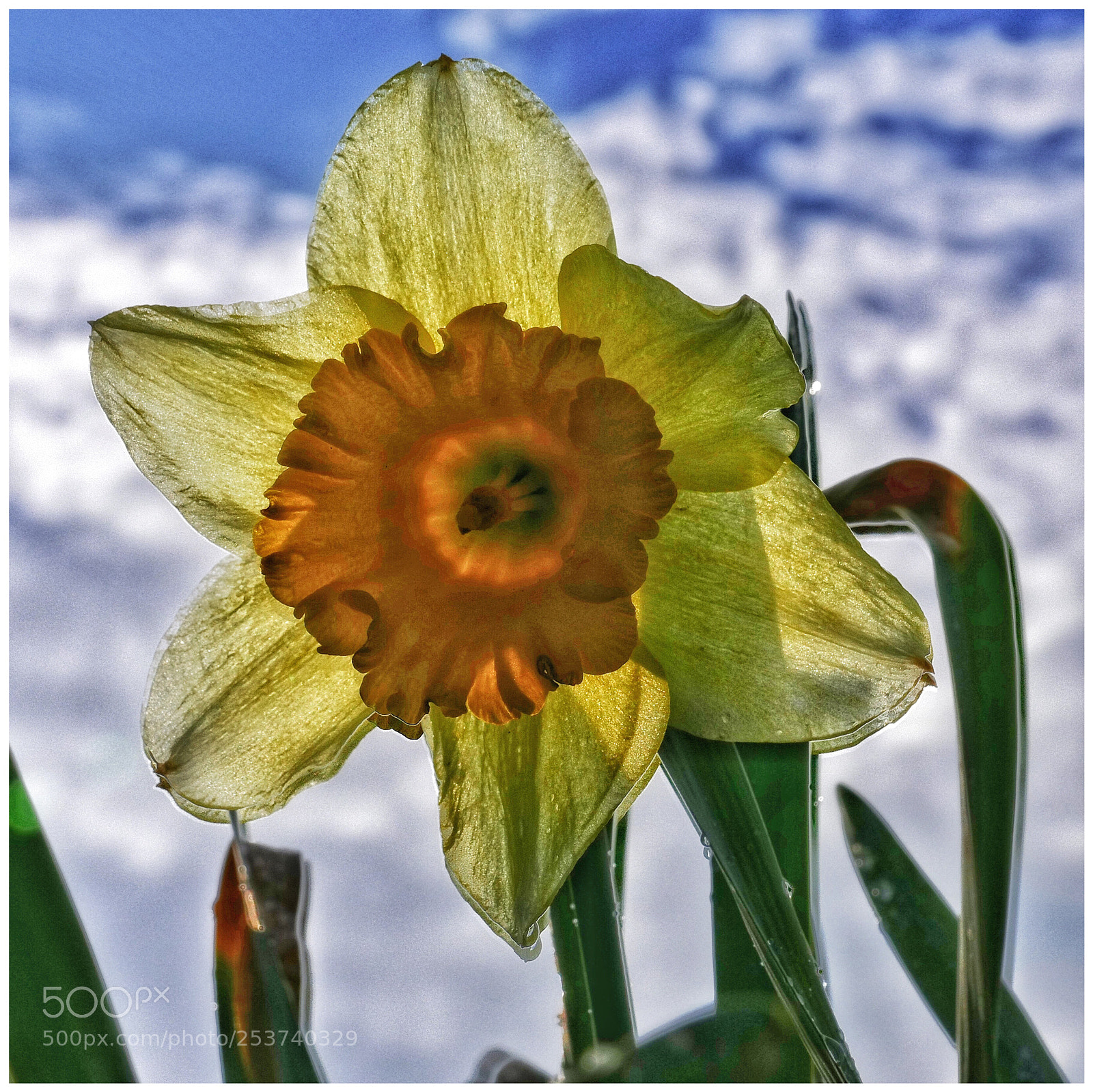 Panasonic Lumix DMC-FZ1000 sample photo. Daffodil after the rain photography