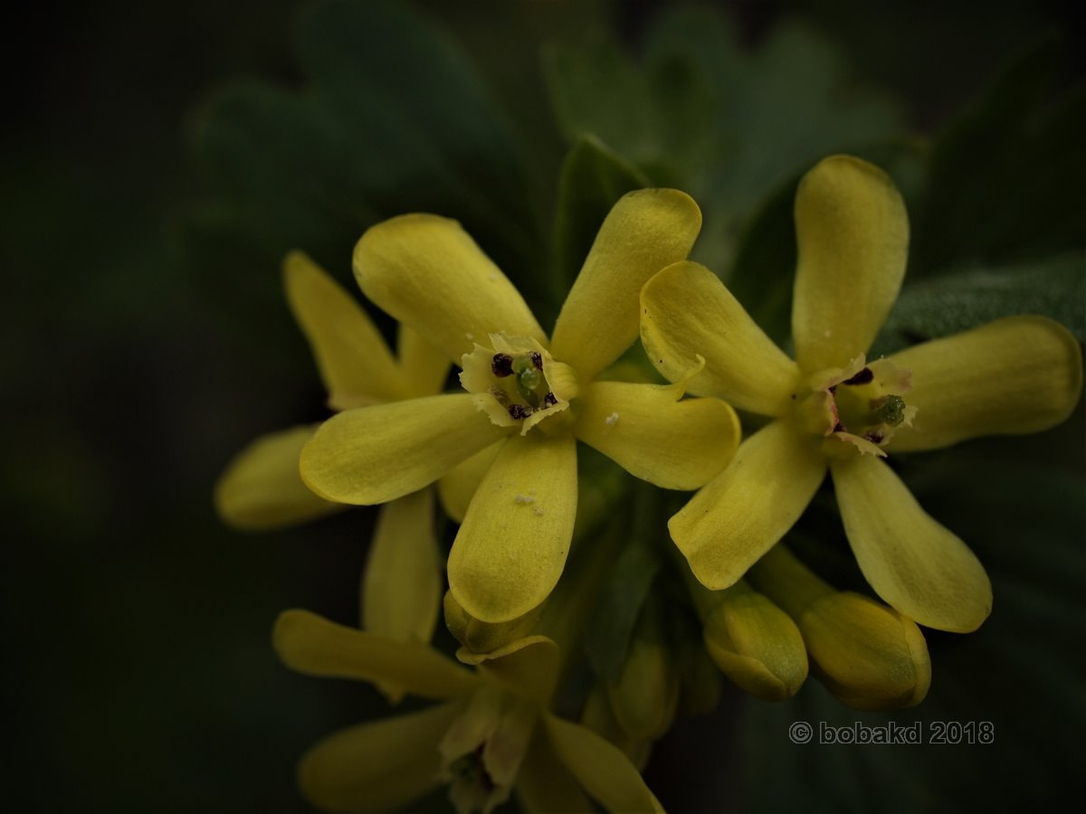Olympus E-620 (EVOLT E-620) sample photo. Yellow flowers photography