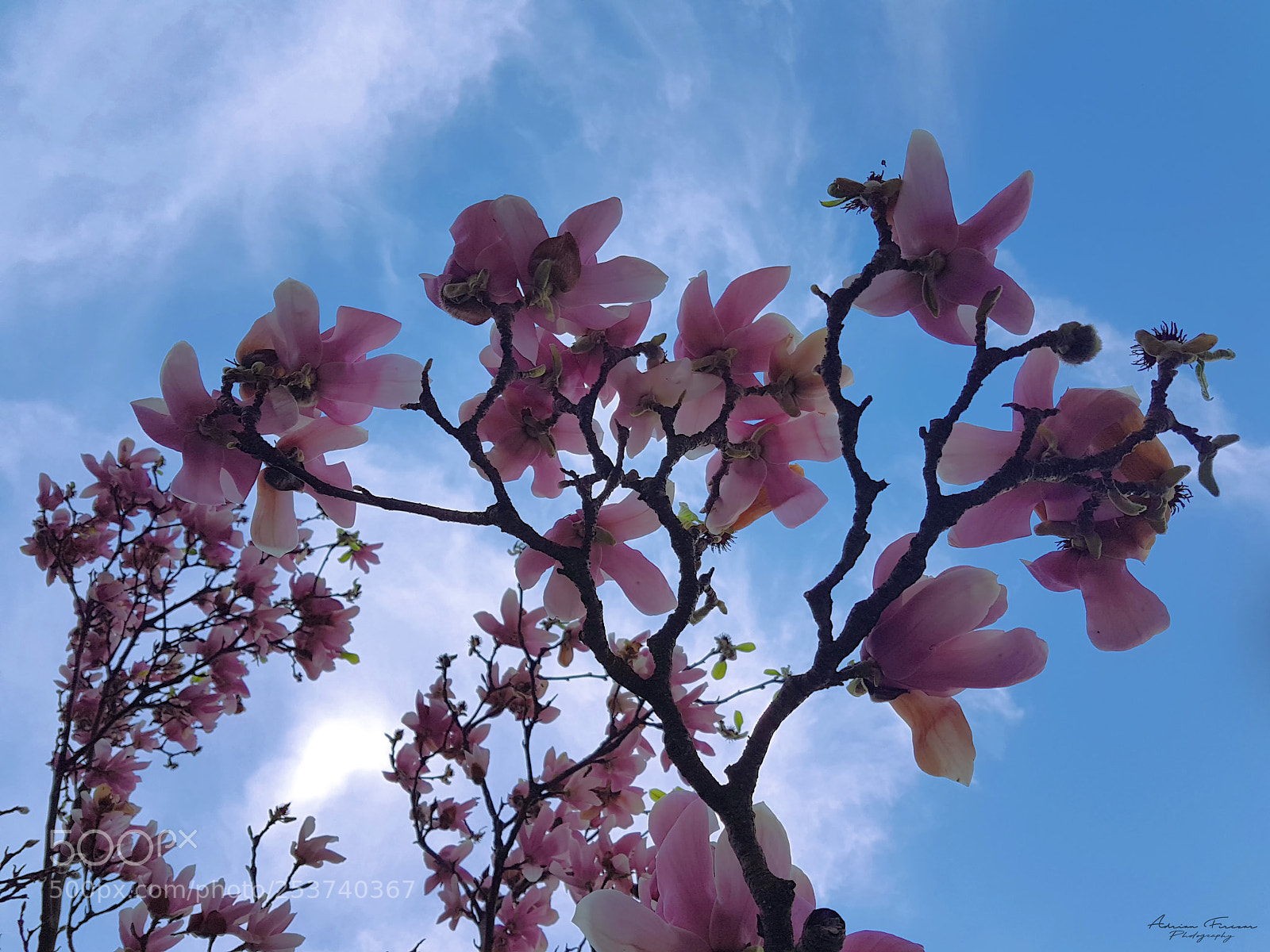 Samsung Galaxy S7 Edge sample photo. Magnolia flower photography