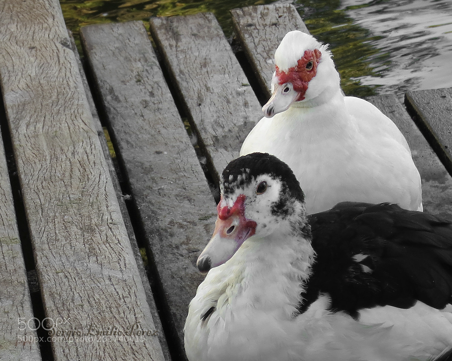 Canon PowerShot SX40 HS sample photo. Sometimes... photography