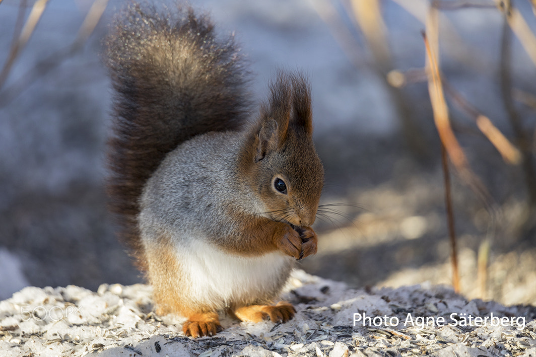 Canon EOS 5D Mark IV sample photo. My little friend in photography