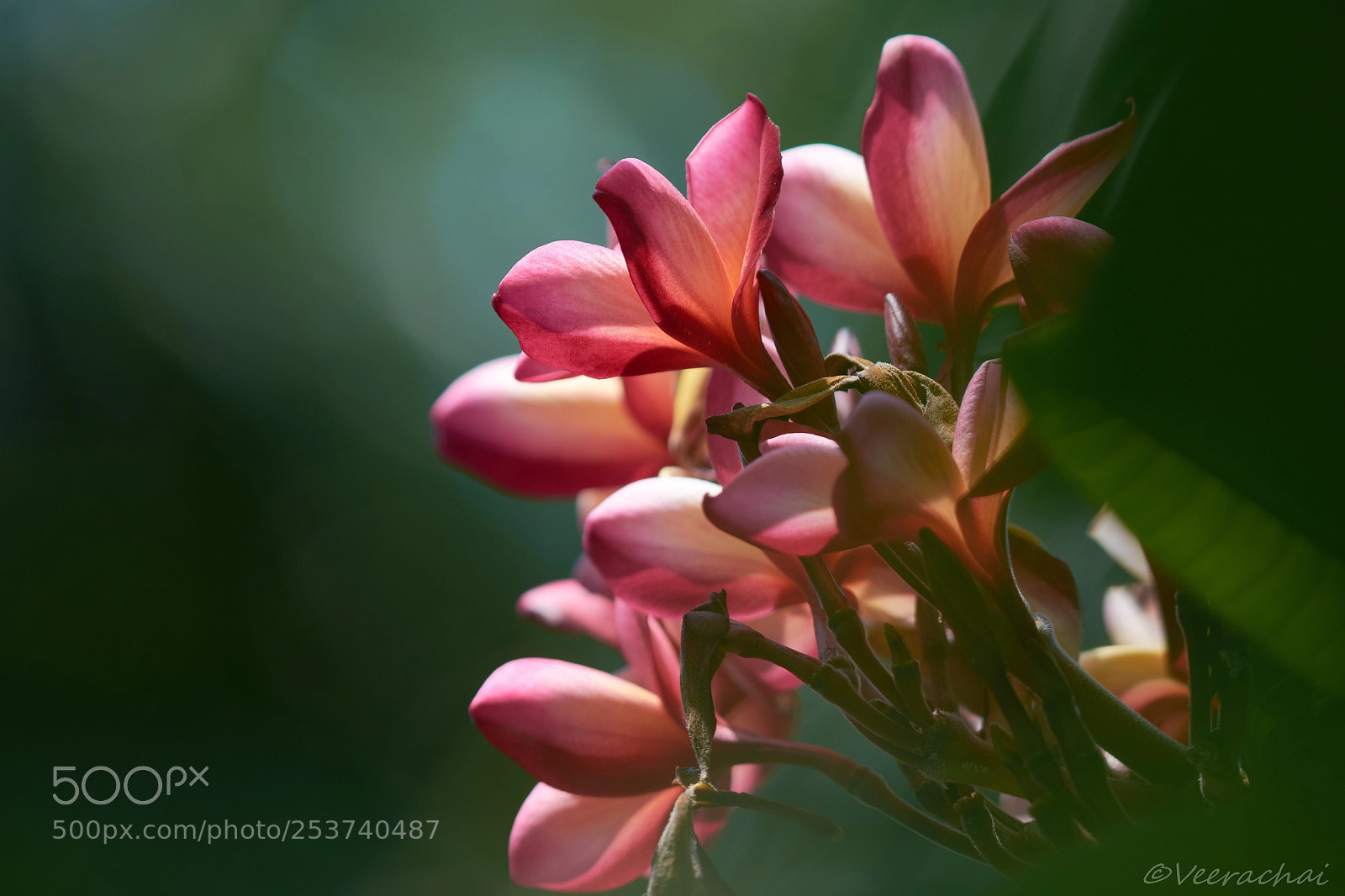 Nikon D7200 sample photo. Frangipani flowers photography