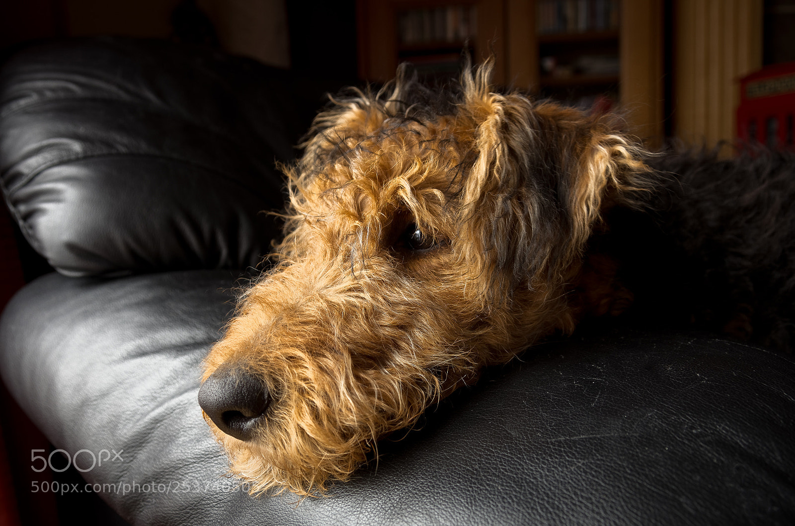 Pentax K-5 sample photo. Lazy boy photography