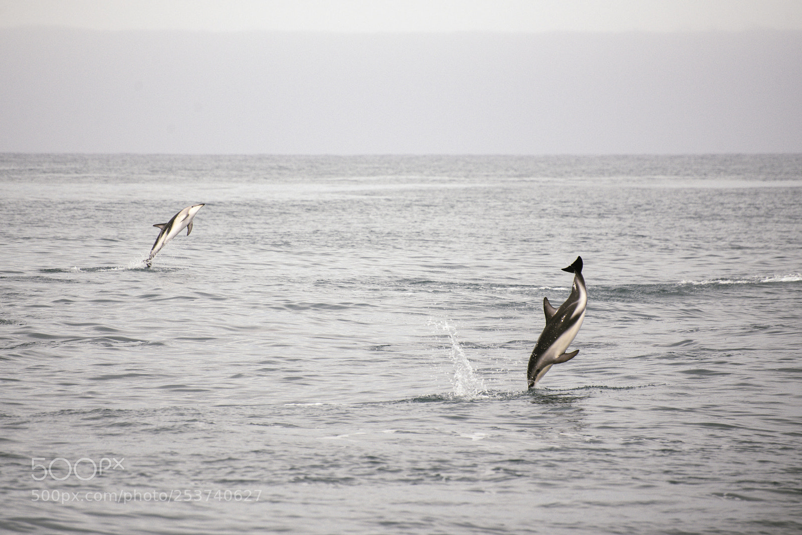 Nikon D600 sample photo. In sync photography