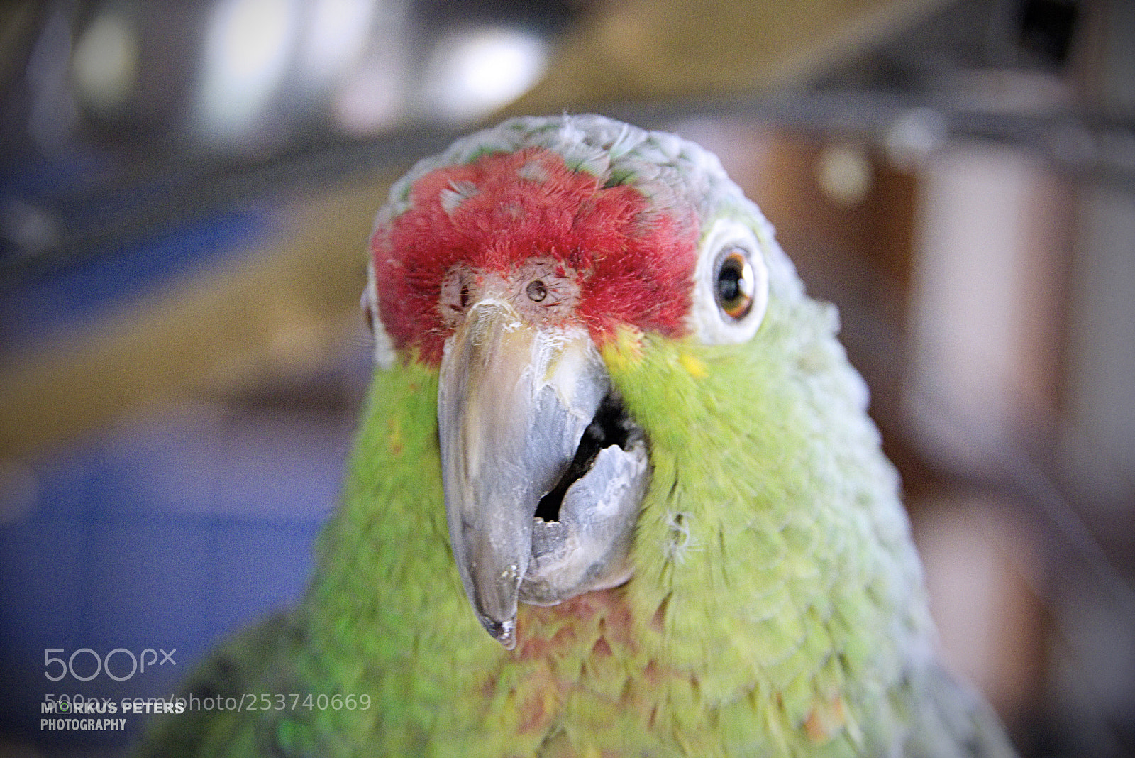 Pentax K-3 II sample photo. Hello.. photography