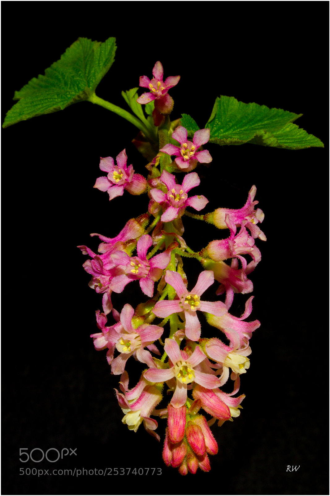 Canon EOS 7D sample photo. Ribes sanguineum photography