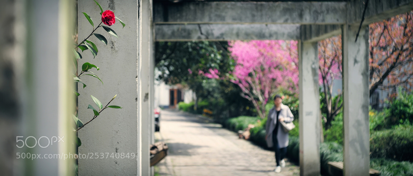 Leica M (Typ 240) sample photo. 春 · 荣 ~ 祝好！ photography