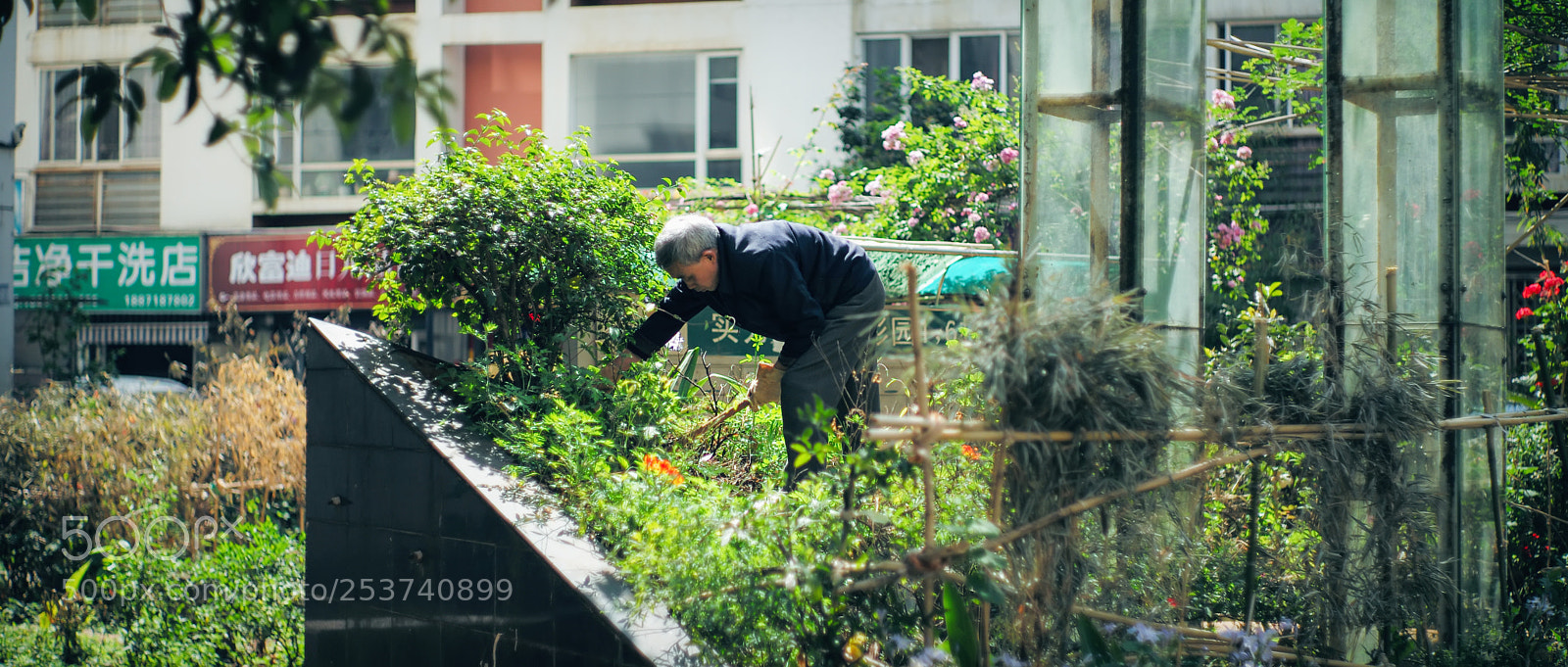 Leica M (Typ 240) sample photo. 春 · 荣 ~ 祝好！ photography