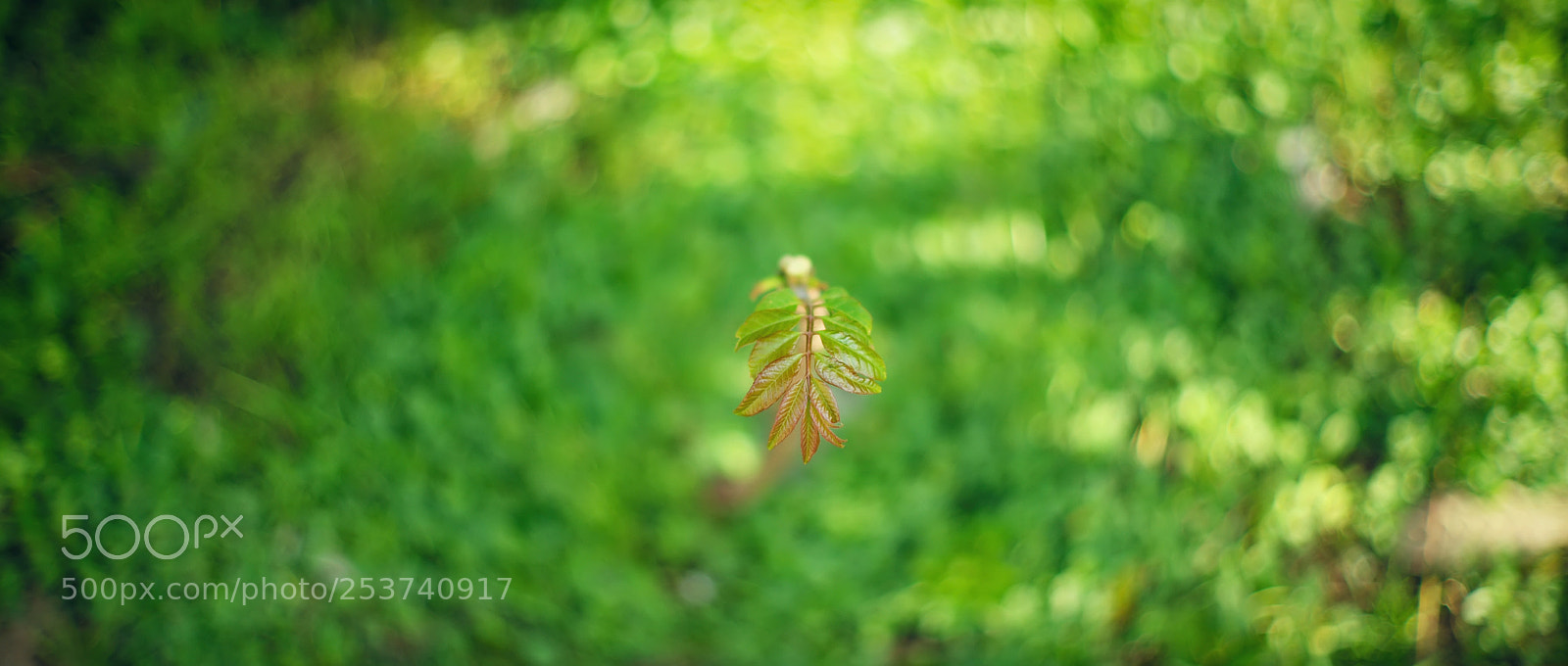 Leica M (Typ 240) sample photo. 春 · 荣 ~ 祝好！ photography