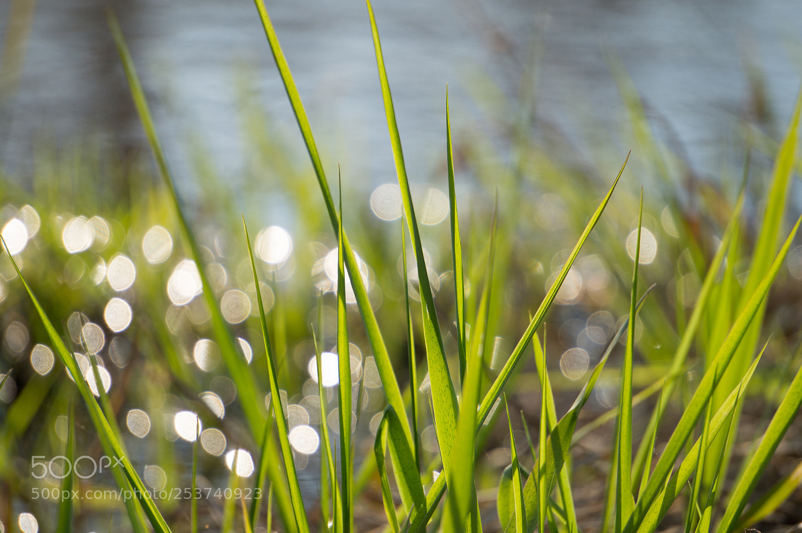 Sony Alpha a5000 (ILCE 5000) sample photo. Untitled photography