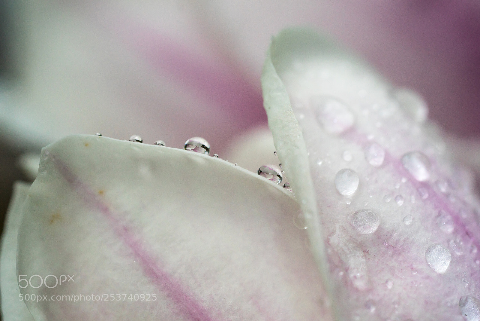 Sony a7R sample photo. Magnolia photography