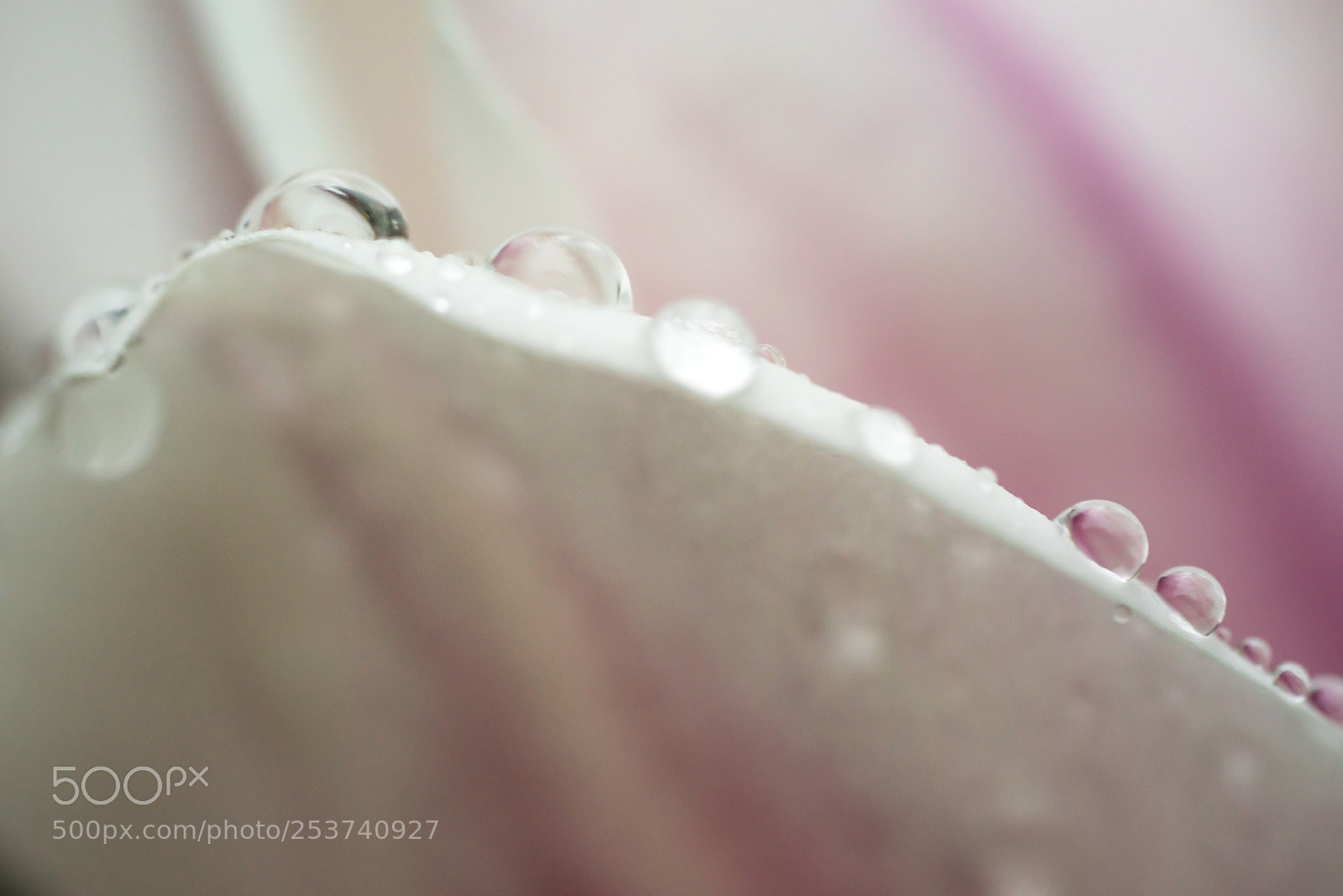 Sony a7R sample photo. Magnolia top drop photography