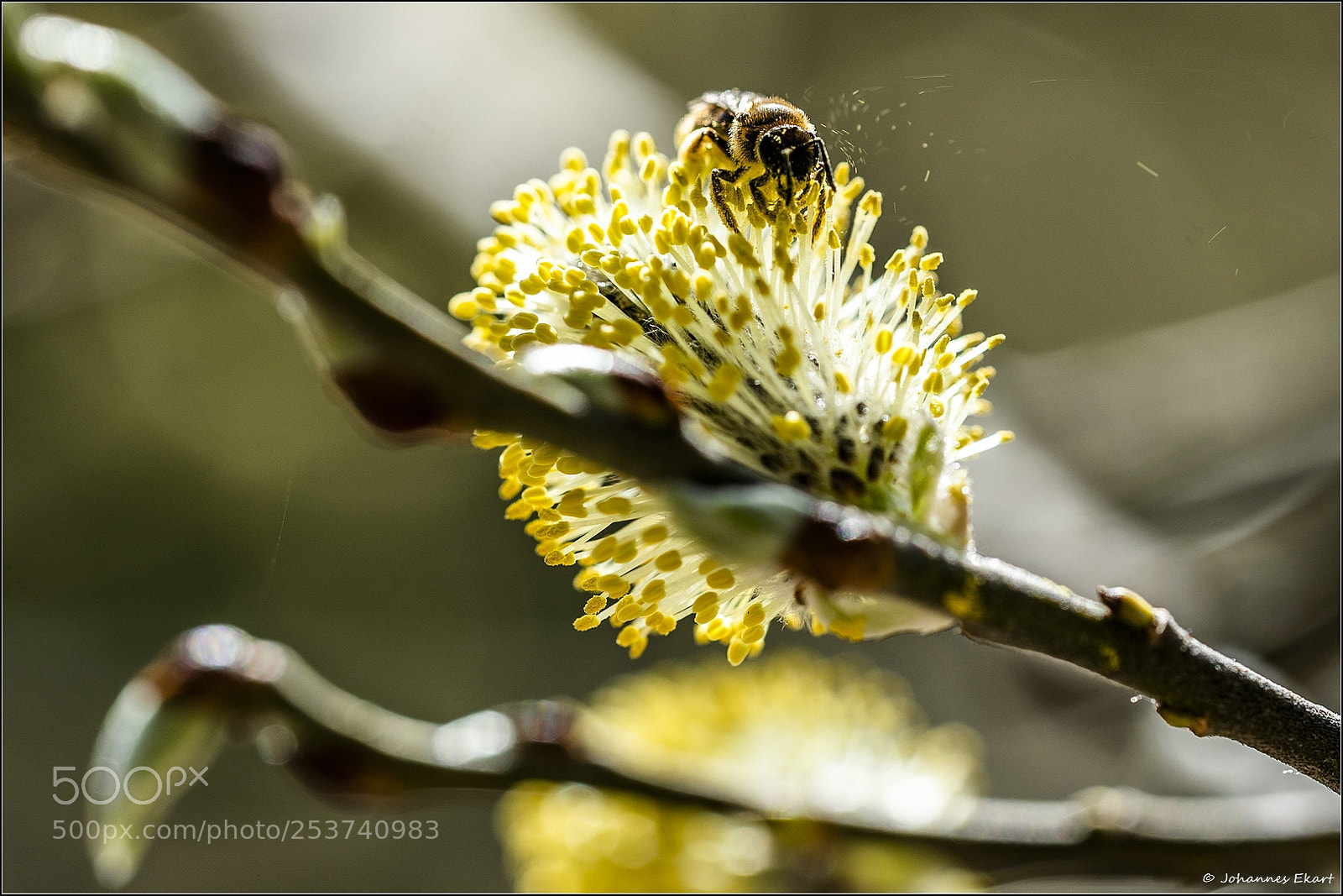 Sony a9 sample photo. Rhinitis allergica photography