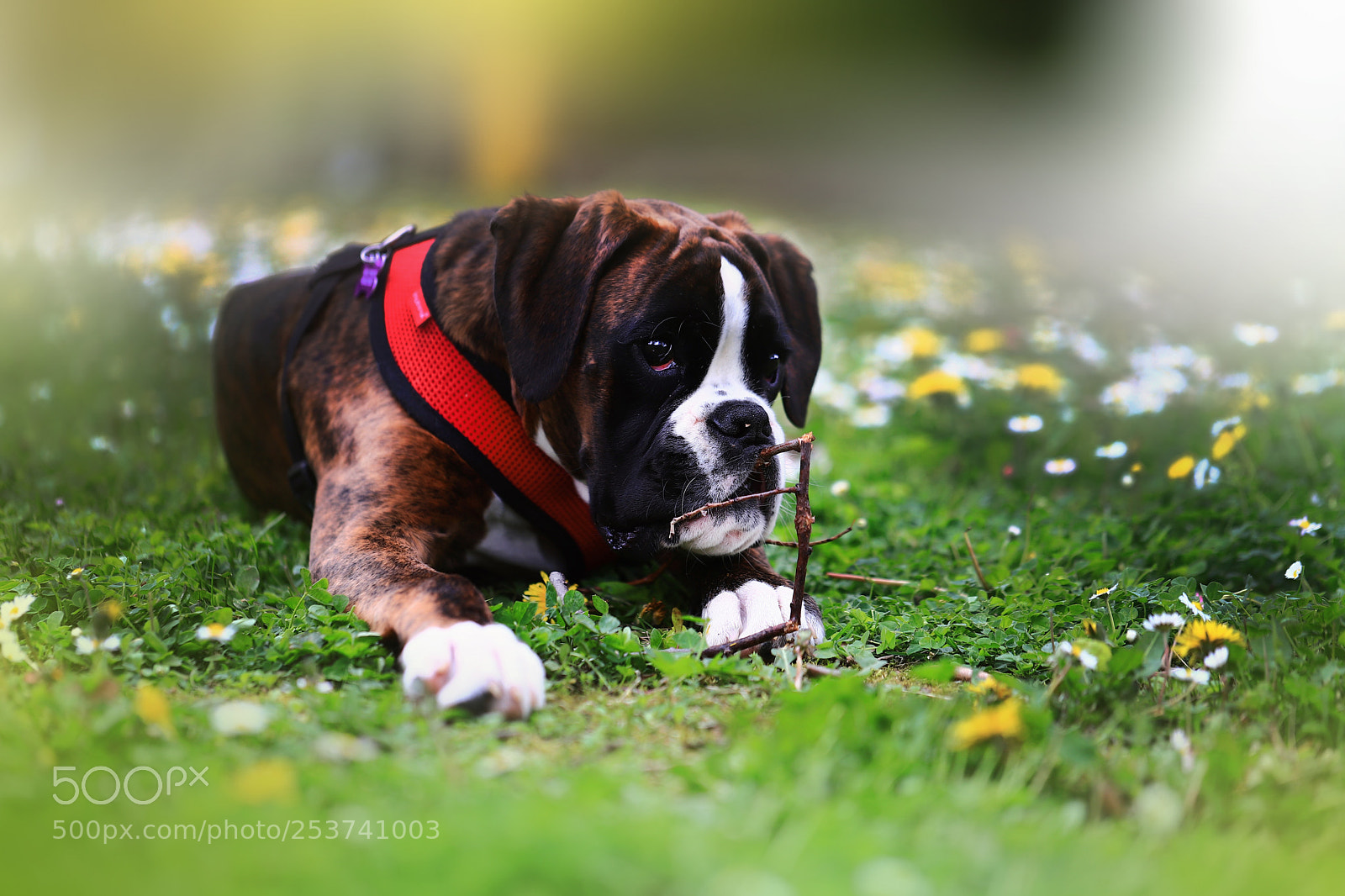 Canon EOS 6D Mark II sample photo. Pedro dog photography