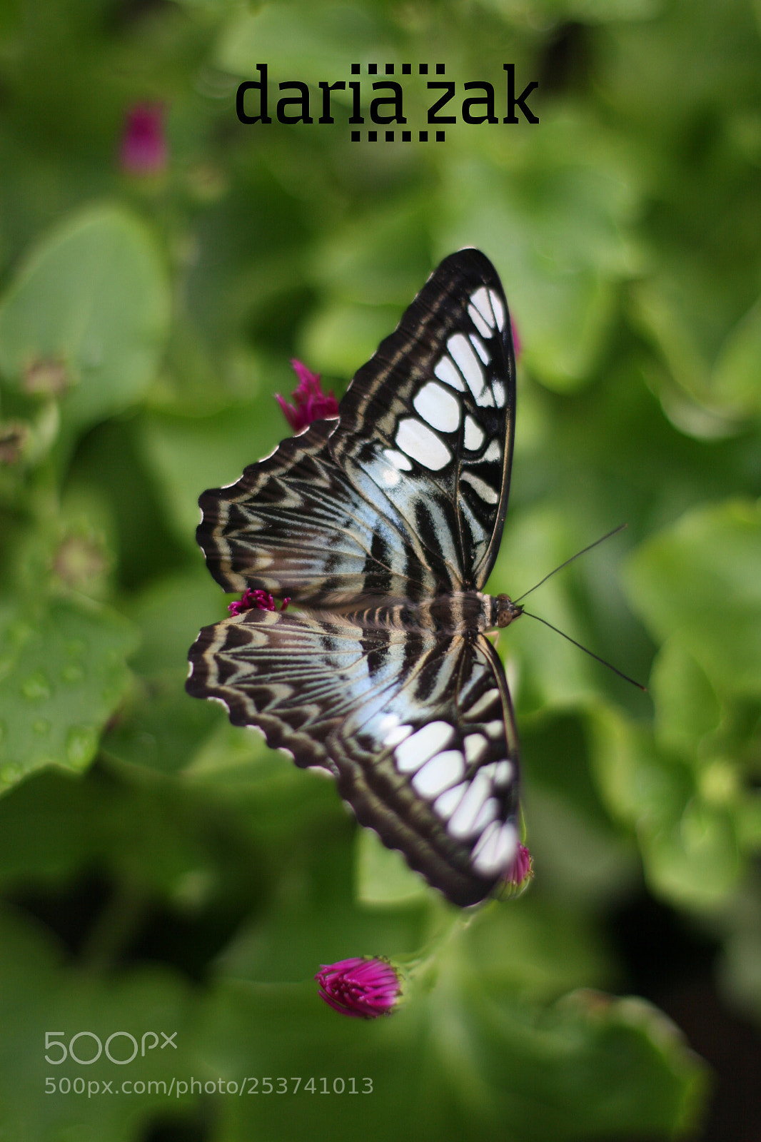 Canon EOS 30D sample photo. Butterfly photography