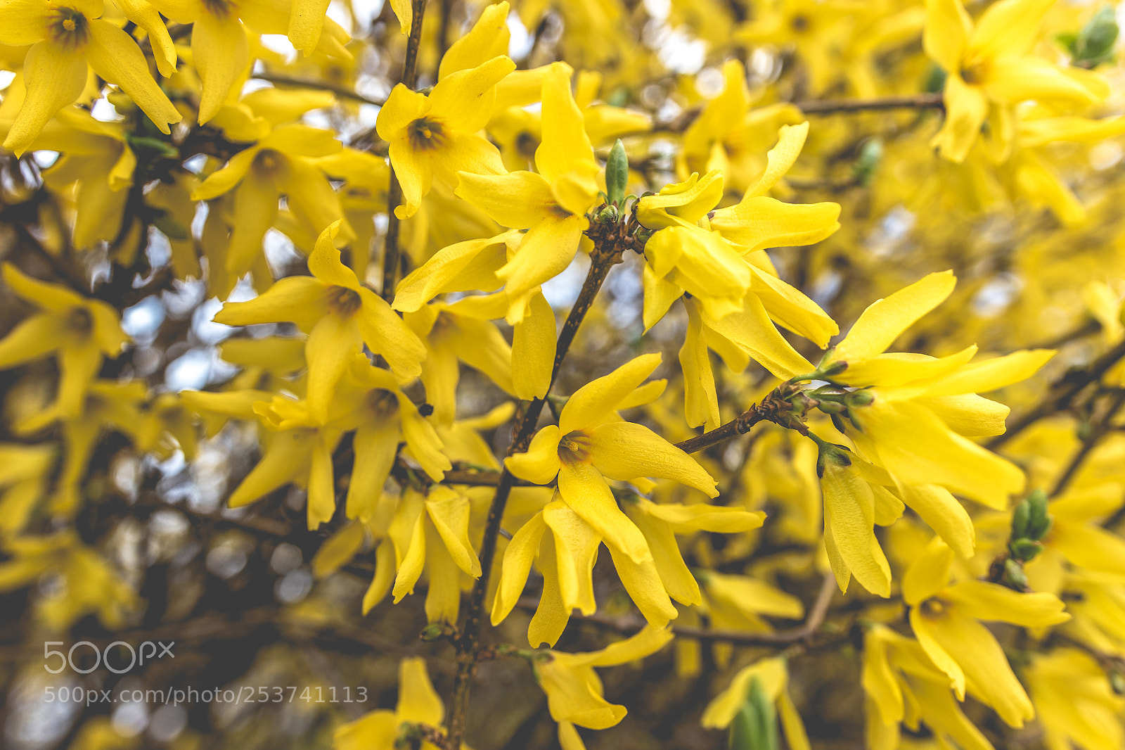 Canon EOS 7D Mark II sample photo. Spring flowers photography