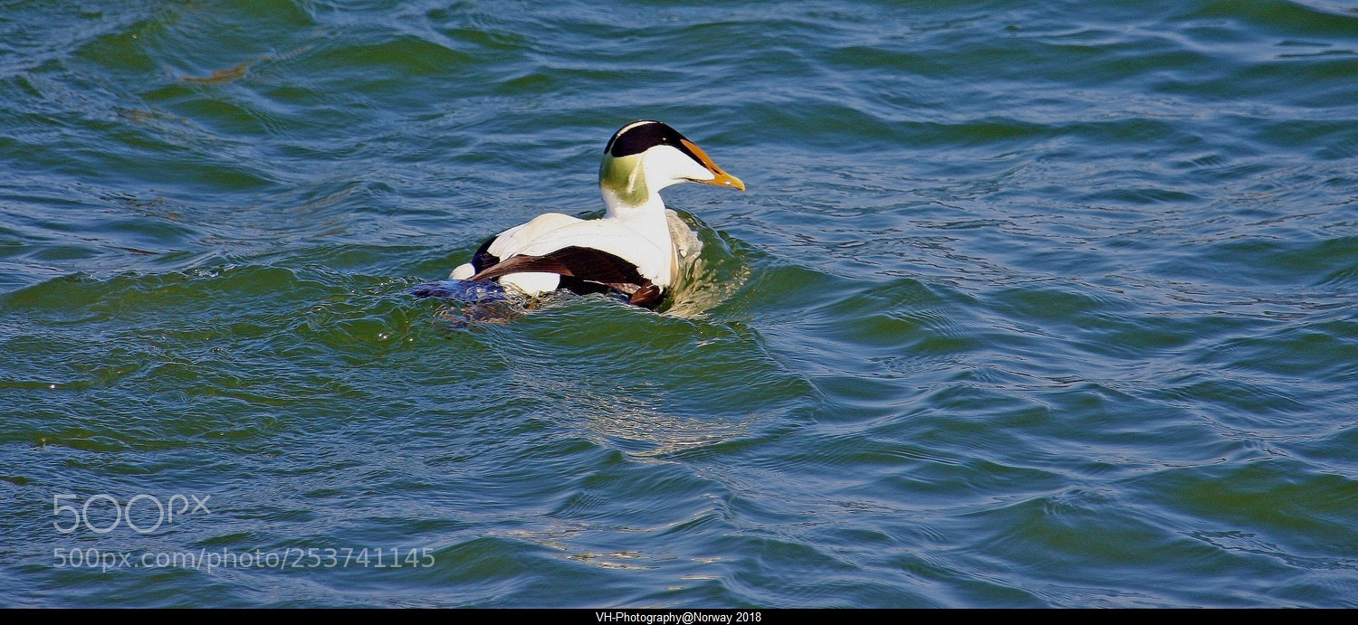 Canon EOS 40D sample photo. Somateria mollissima photography
