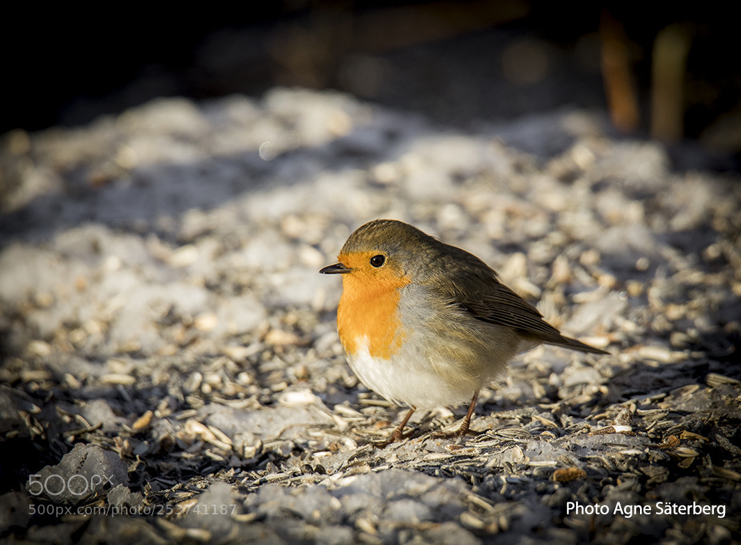 Canon EOS 5D Mark IV sample photo. The birds are waiting photography