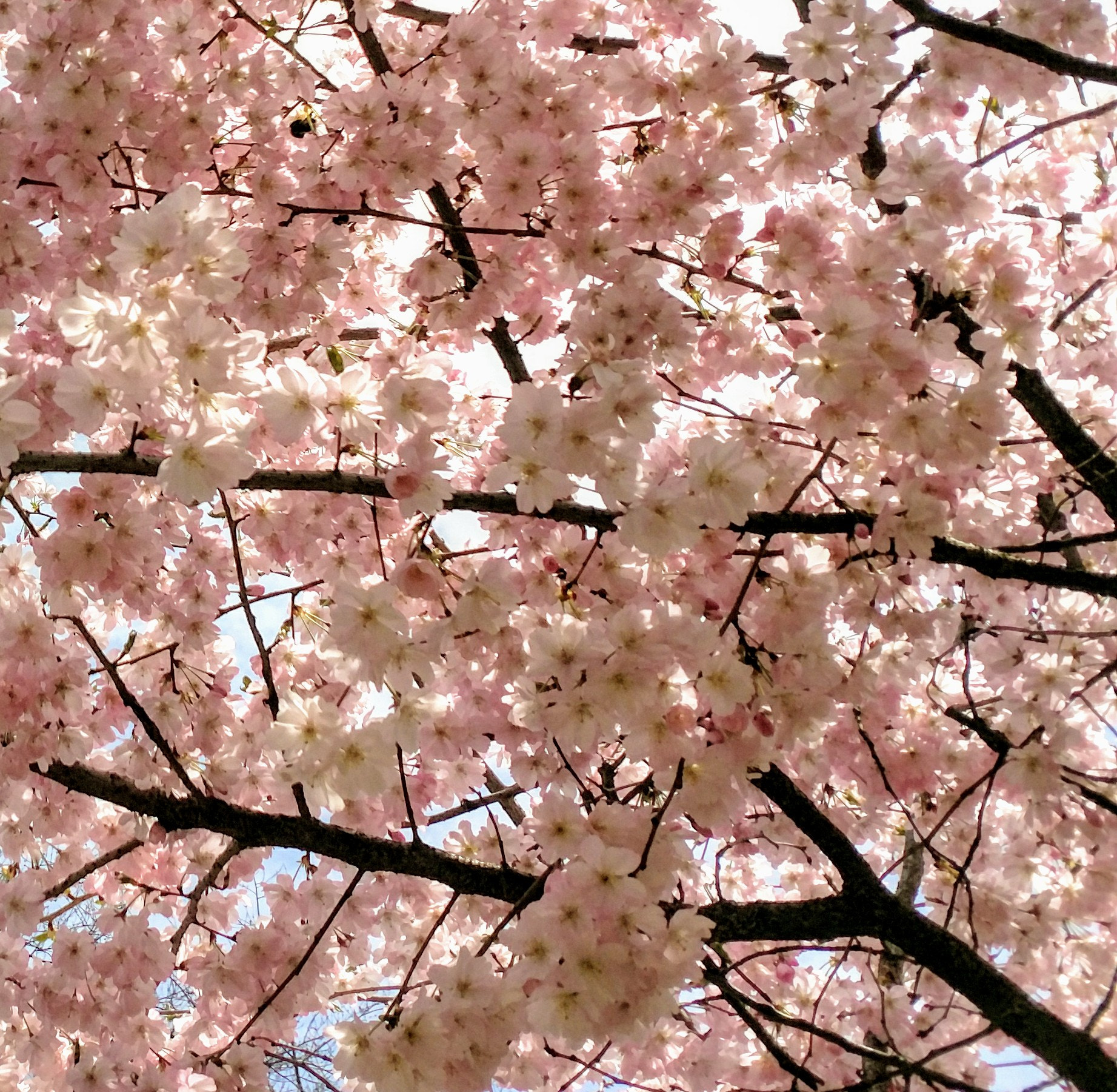Motorola XT1650 sample photo. Pink photography