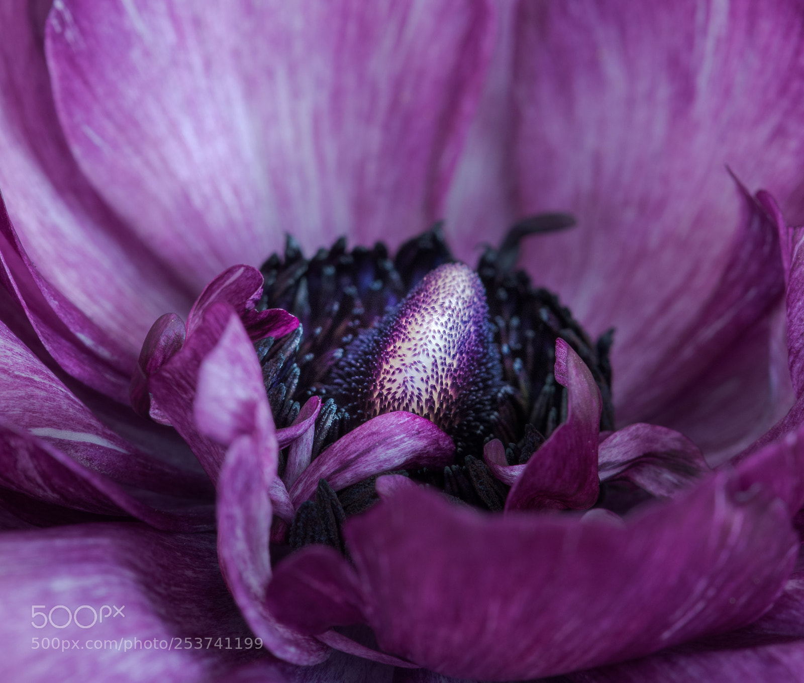 Nikon D810 sample photo. Buttercup internals photography