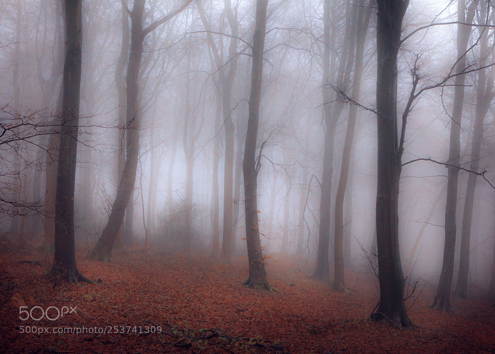 Canon EOS 5D Mark II sample photo. Lost in the mist photography