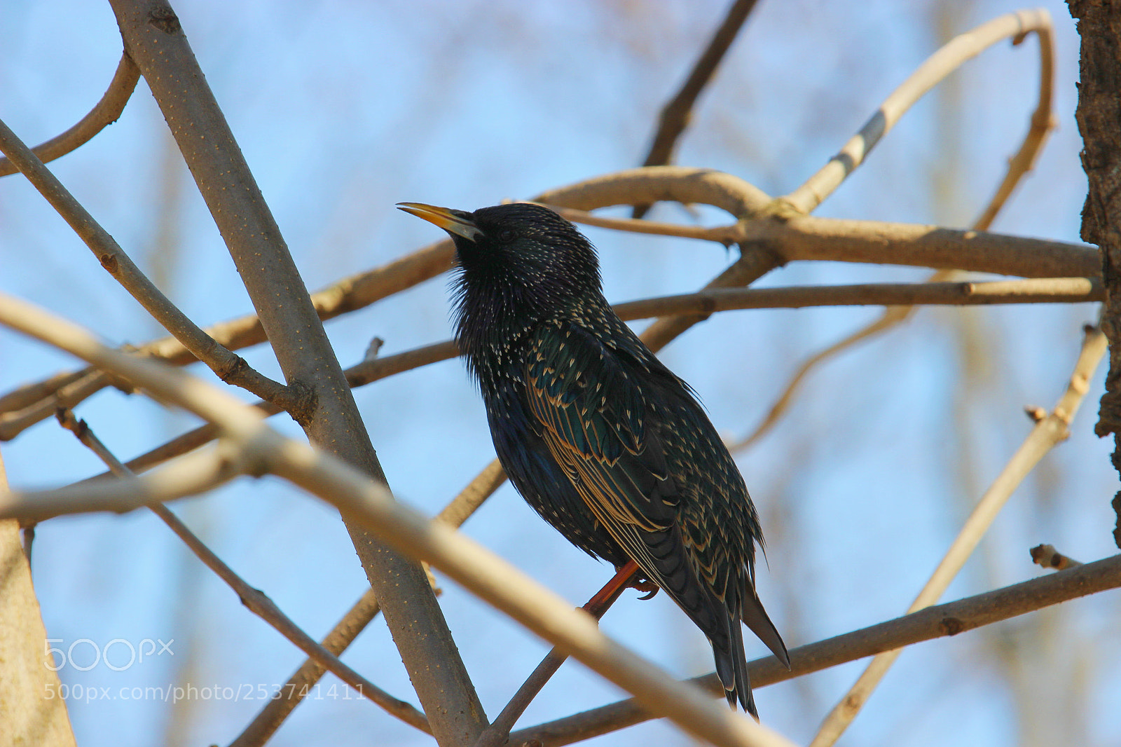 Canon EOS 600D (Rebel EOS T3i / EOS Kiss X5) sample photo. Common starling photography