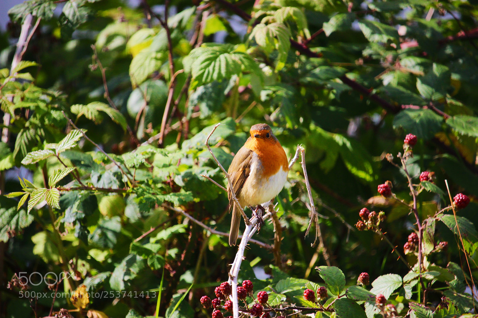 Canon EOS 600D (Rebel EOS T3i / EOS Kiss X5) sample photo. Robin in a tree photography