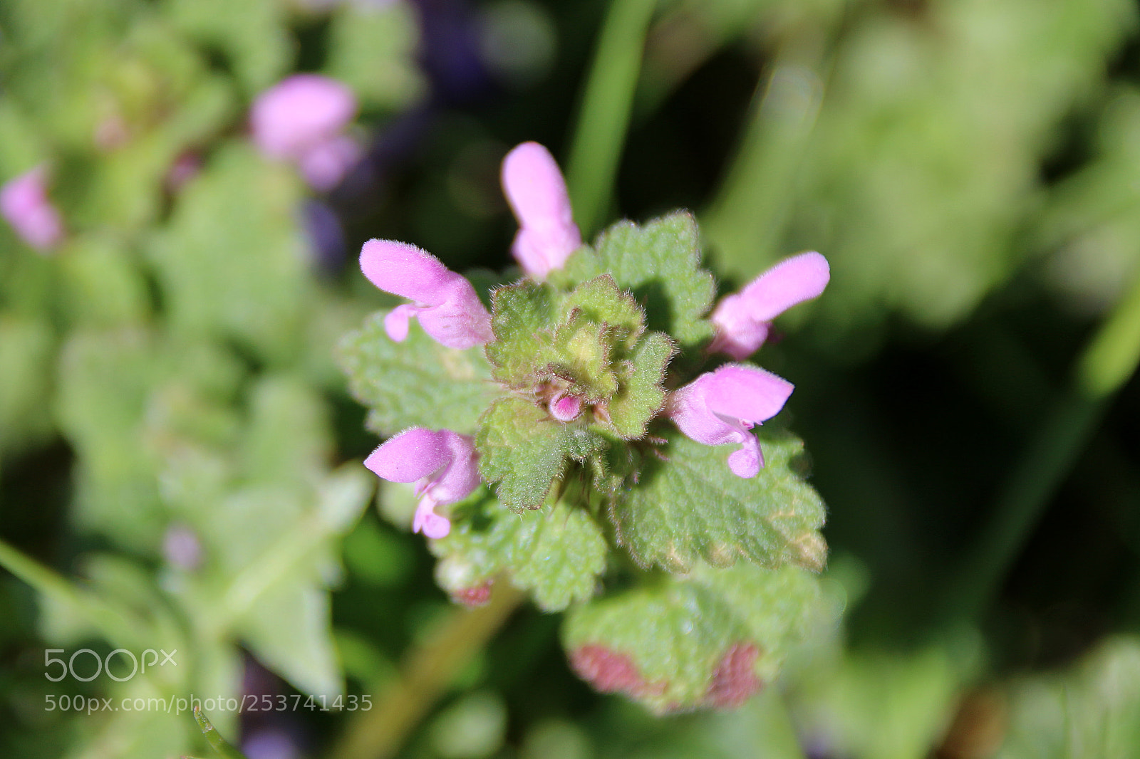 Canon EF 75-300mm F4.0-5.6 IS USM sample photo. Lamium purpureum photography