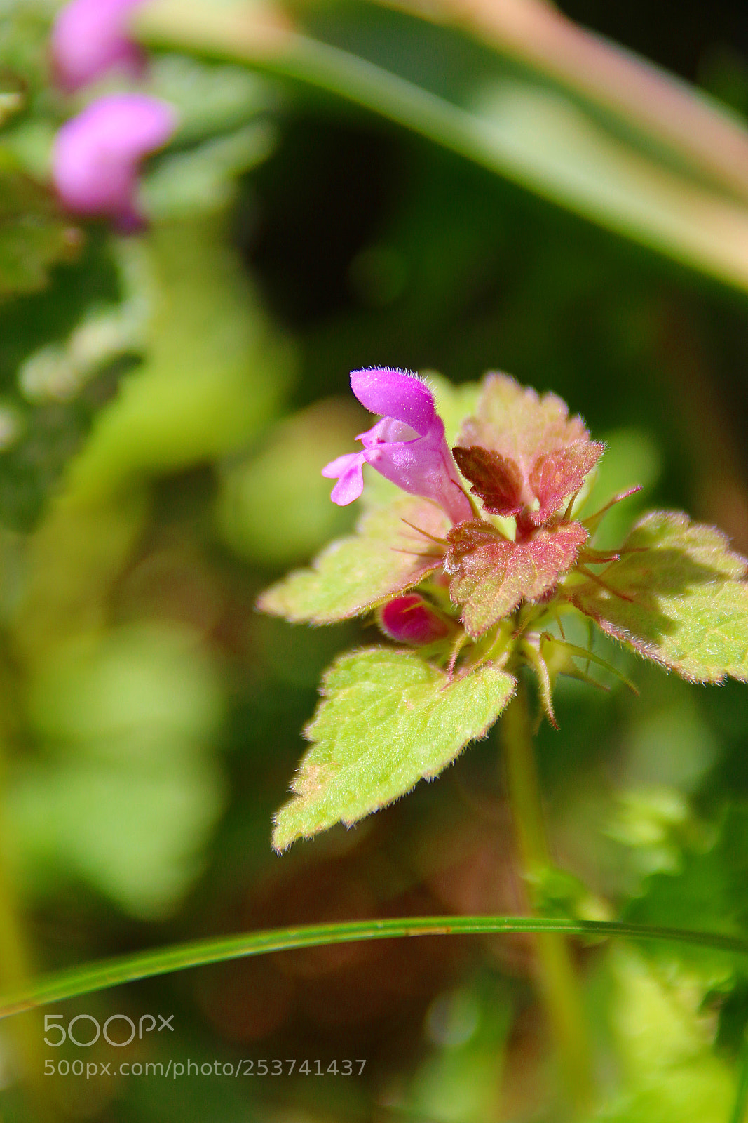 Canon EF 75-300mm F4.0-5.6 IS USM sample photo. Lamium purpureum photography