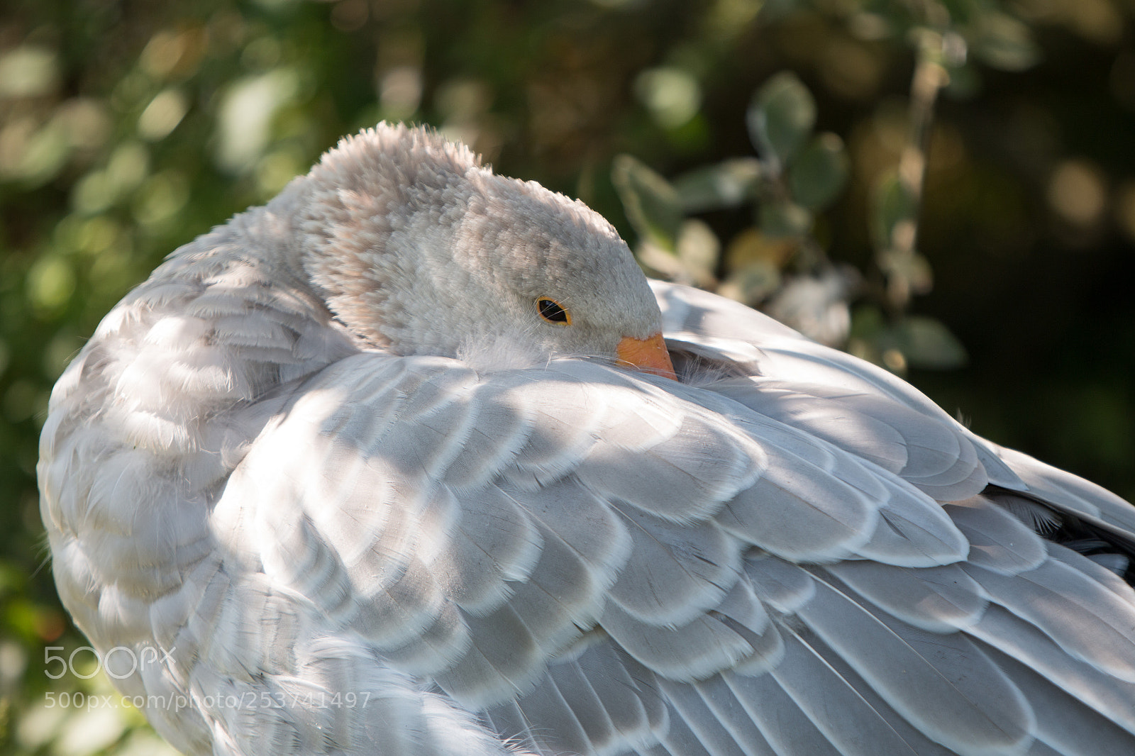 Canon EOS 70D sample photo. Sieste du dimanche photography
