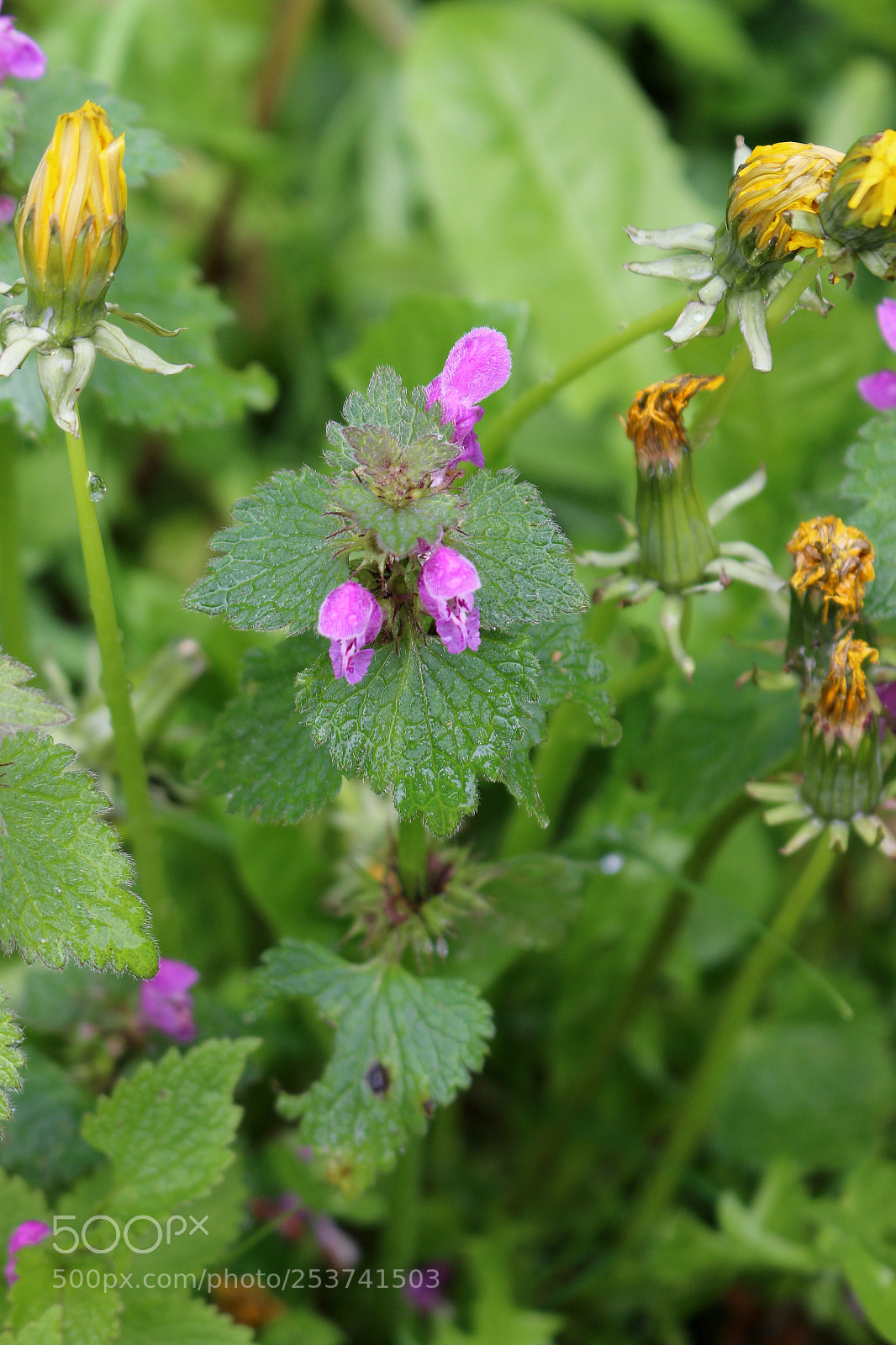 Canon EOS 70D sample photo. Lamium purpureum photography