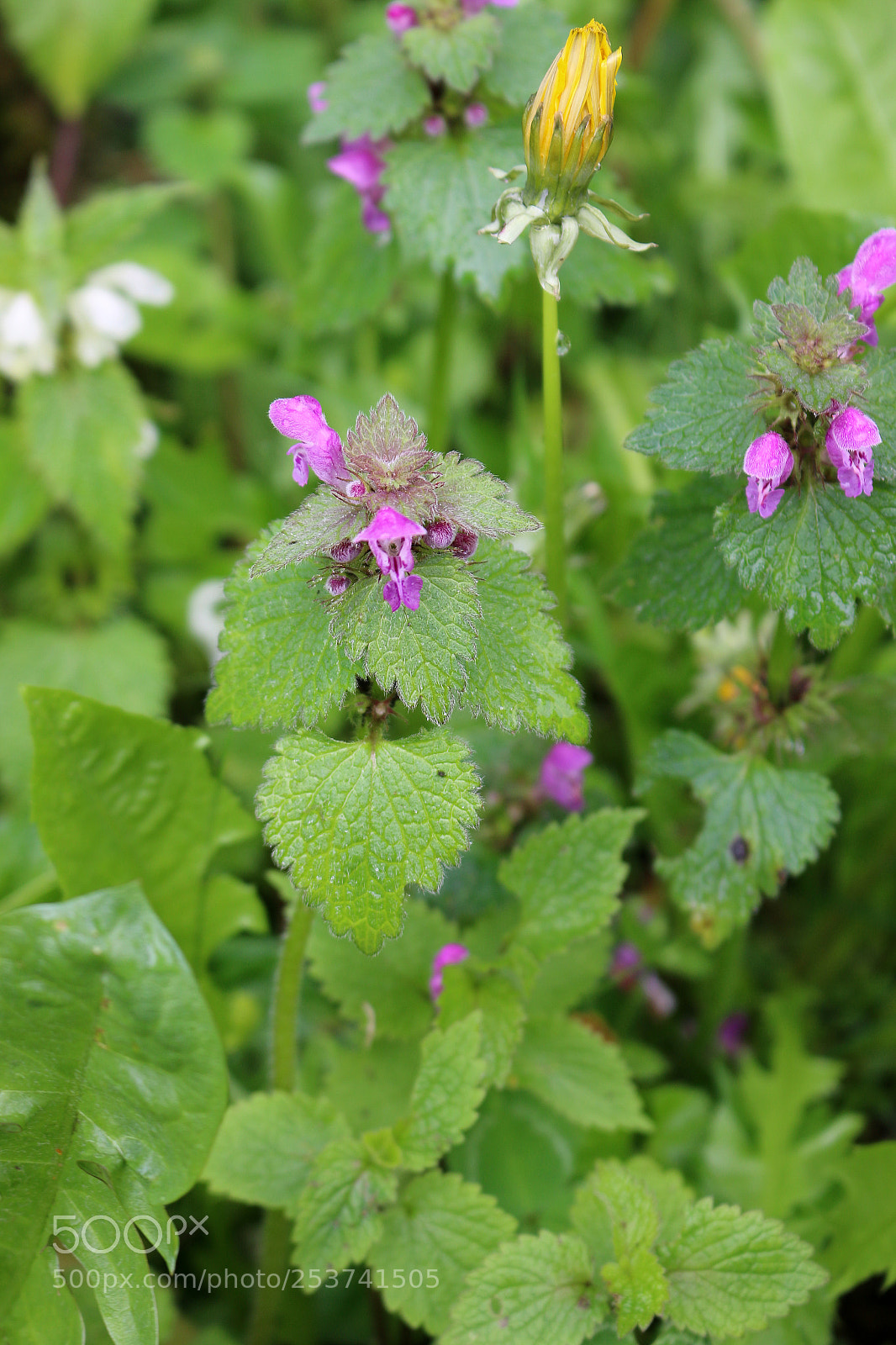 Canon EOS 70D sample photo. Lamium purpureum photography