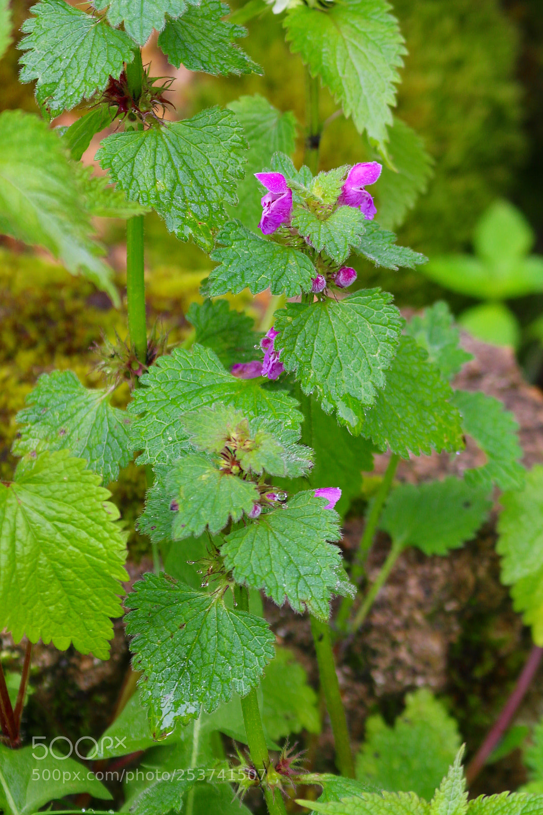 Canon EOS 70D sample photo. Lamium purpureum photography