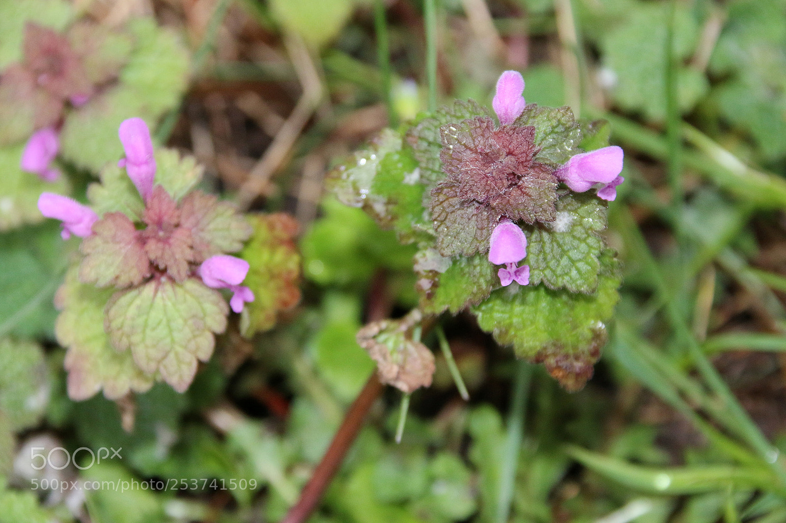 Canon EF 75-300mm F4.0-5.6 IS USM sample photo. Lamium purpureum photography