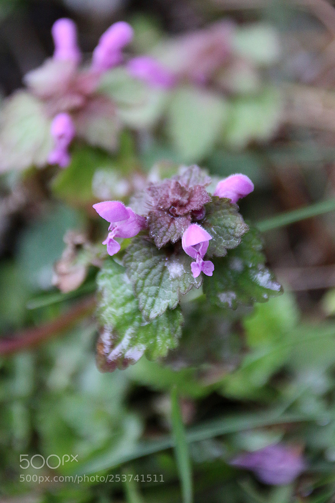 Canon EF 75-300mm F4.0-5.6 IS USM sample photo. Lamium purpureum photography