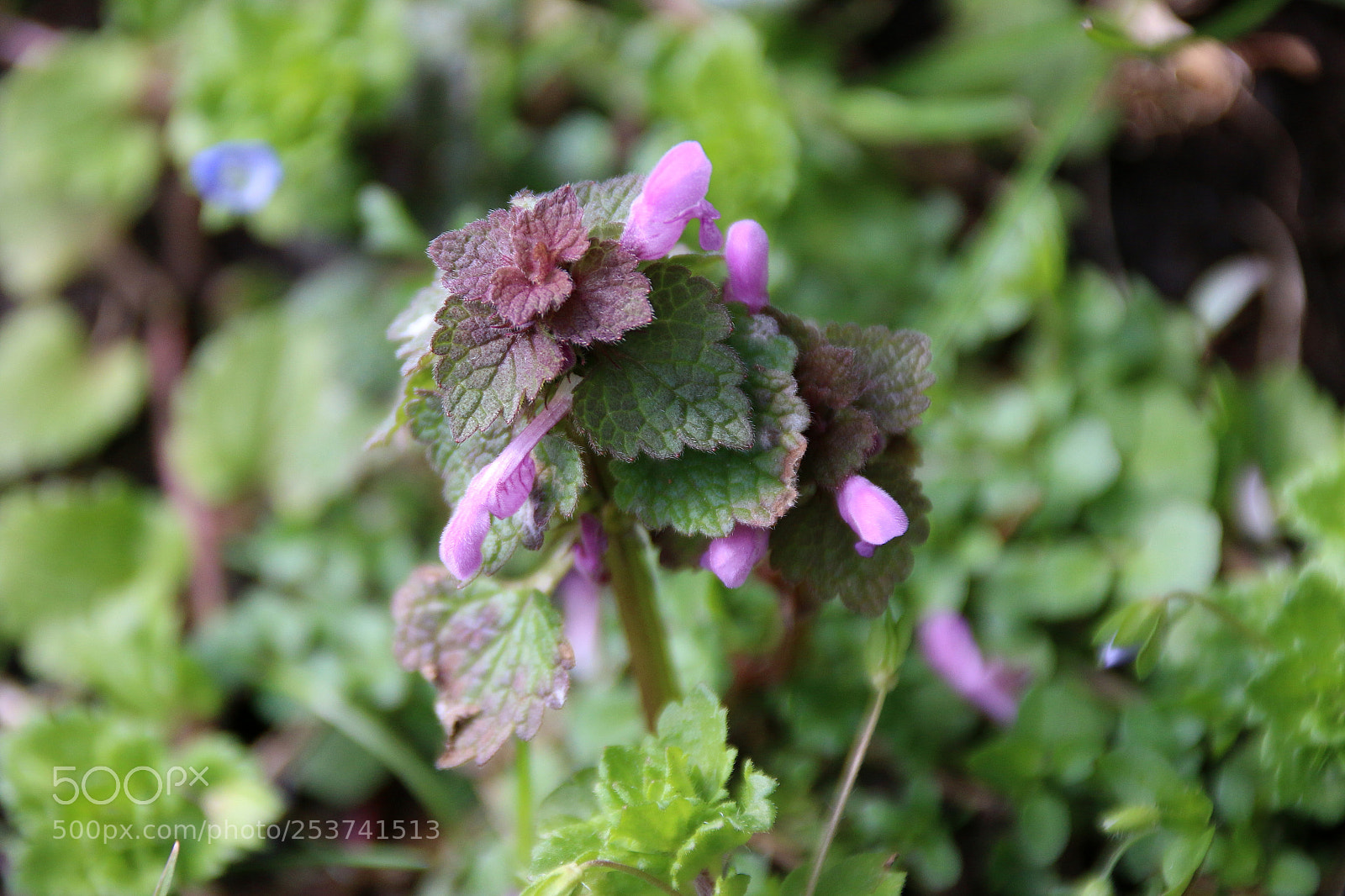 Canon EF 75-300mm F4.0-5.6 IS USM sample photo. Lamium purpureum photography