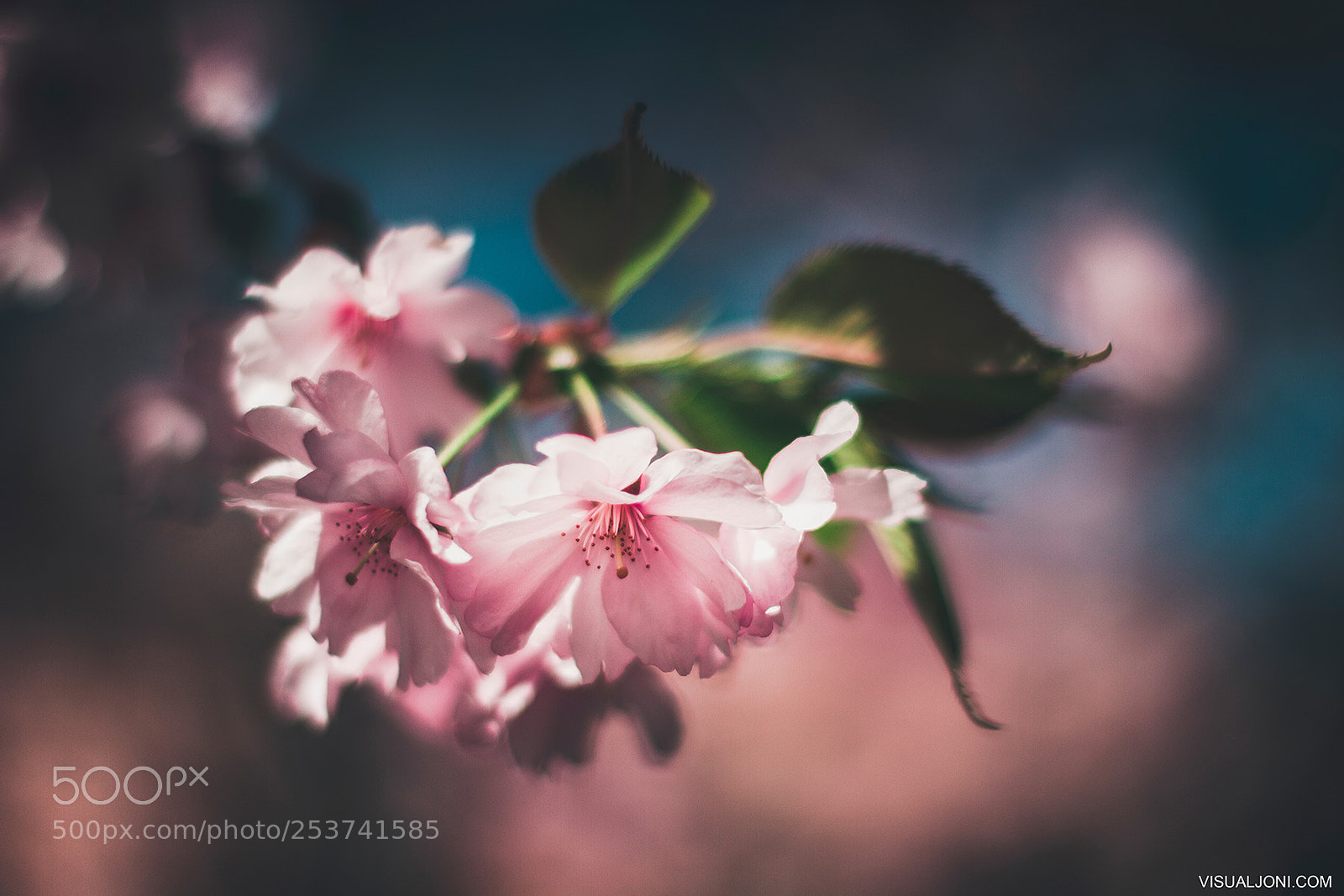 Canon EOS 7D sample photo. Spring photography