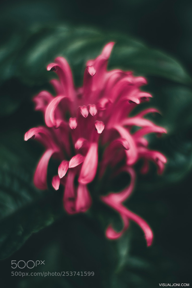Canon EOS 7D sample photo. Brazilian plume photography
