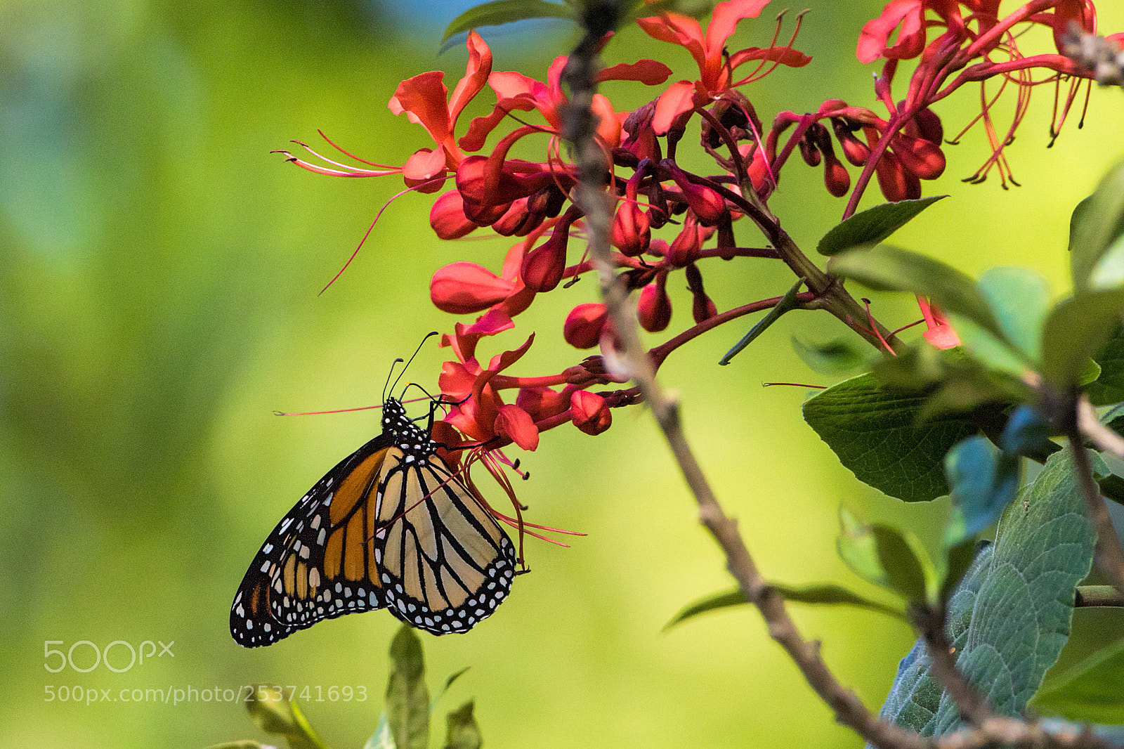 Canon EOS 7D Mark II sample photo. Monarch on pagoda bush photography