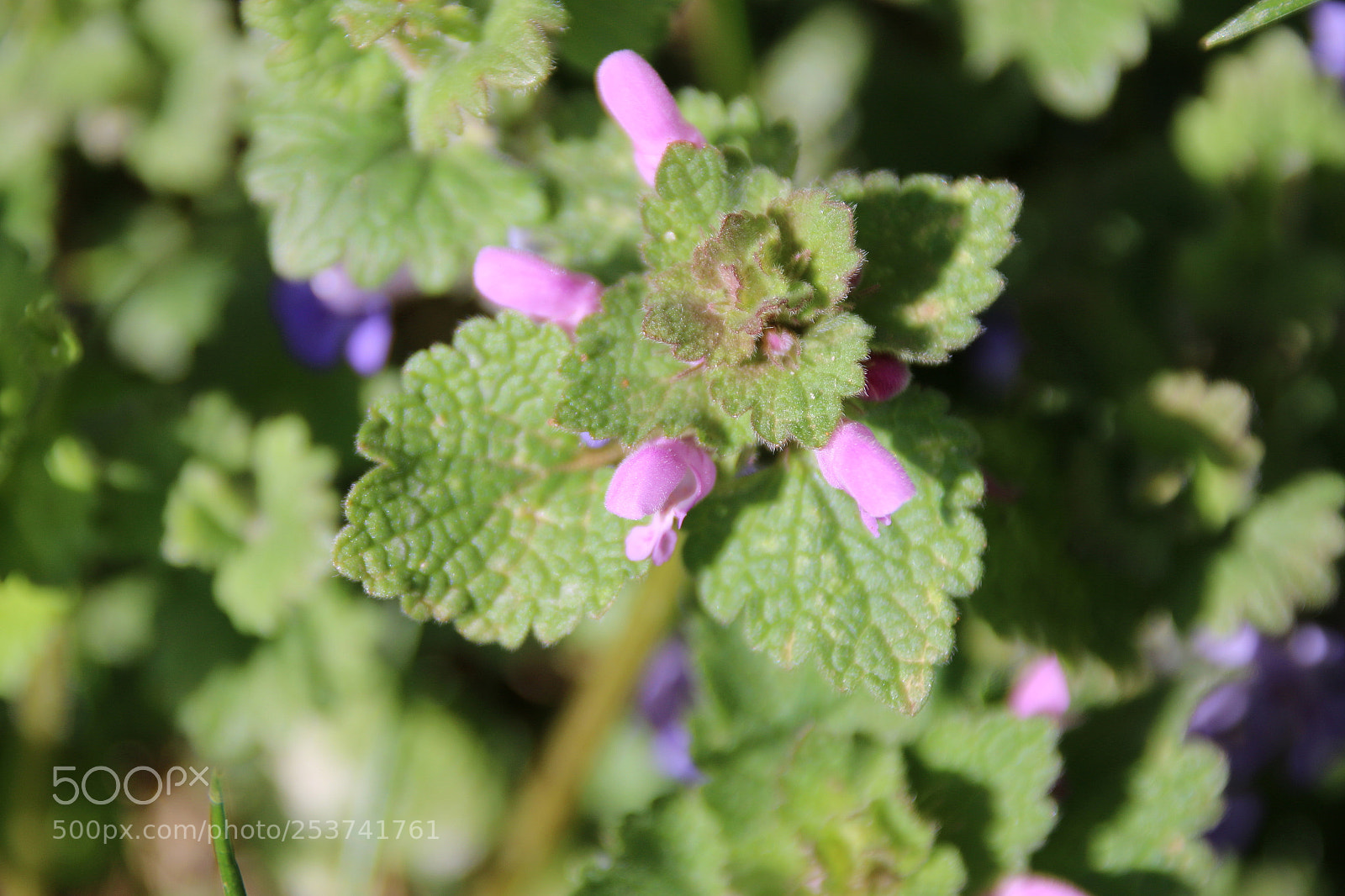 Canon EF 75-300mm F4.0-5.6 IS USM sample photo. Lamium purpureum photography